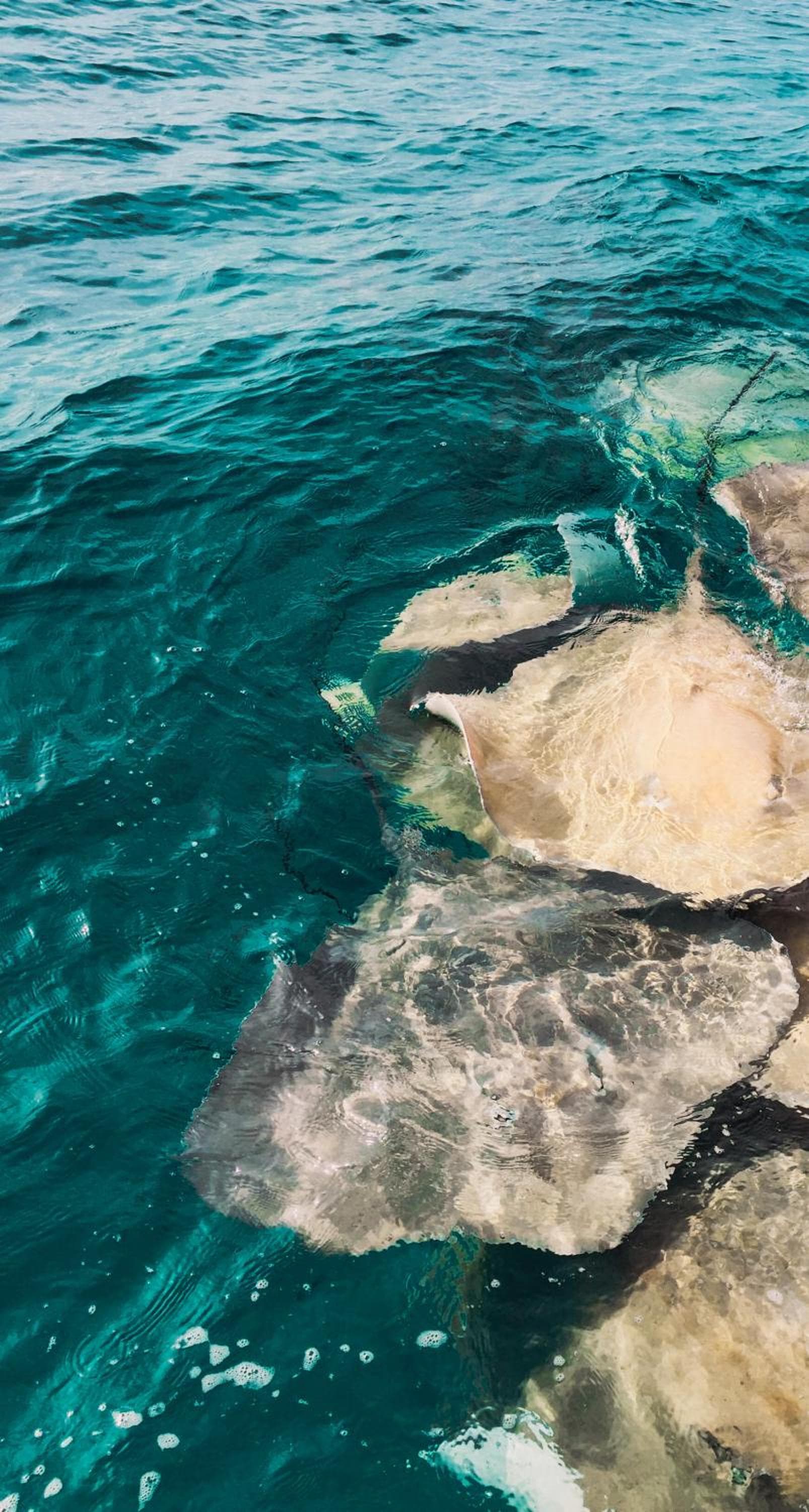 PERLA Dhangethi - View 99