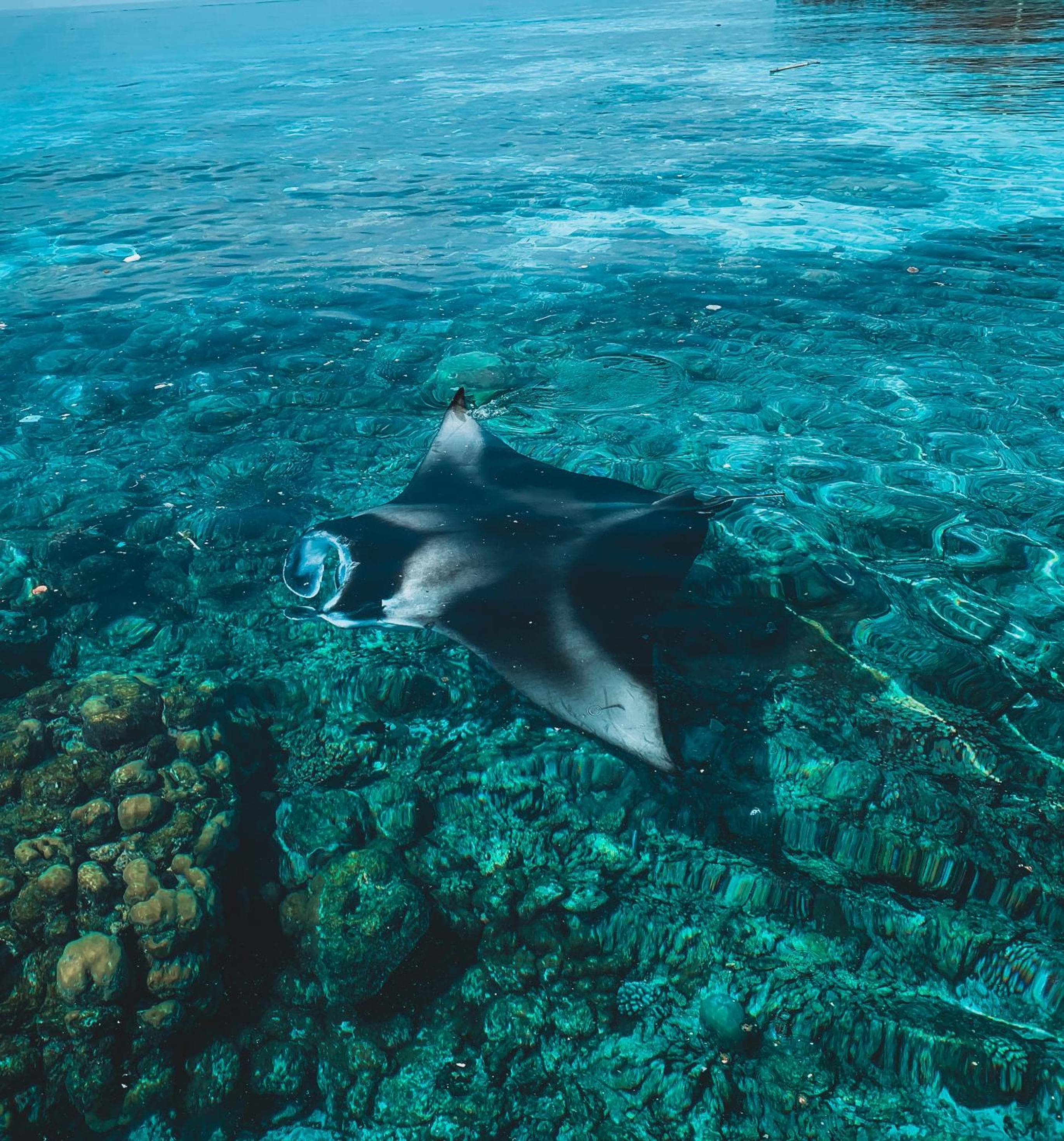 PERLA Dhangethi - View 109