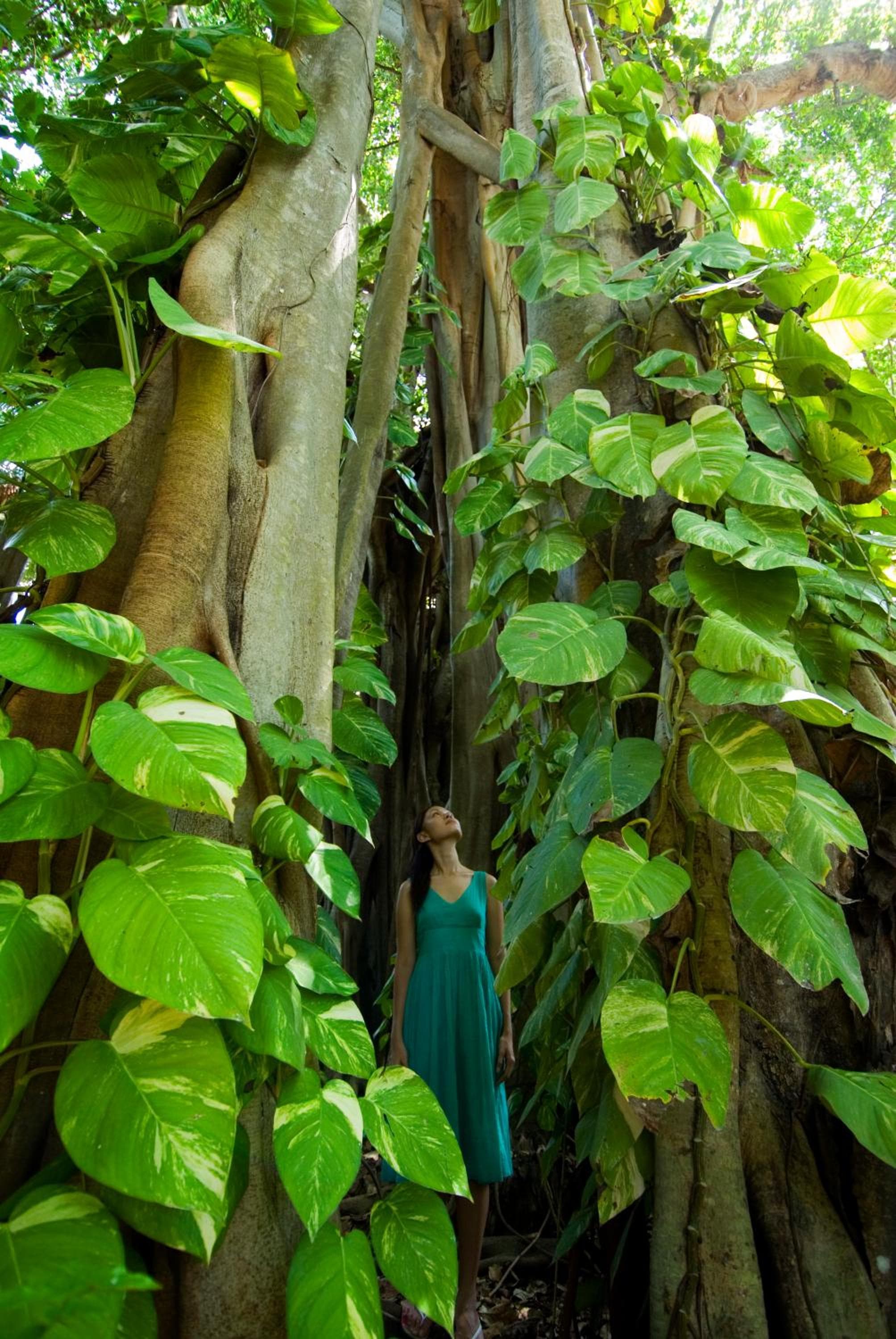 Kuramathi Maldives - View 24