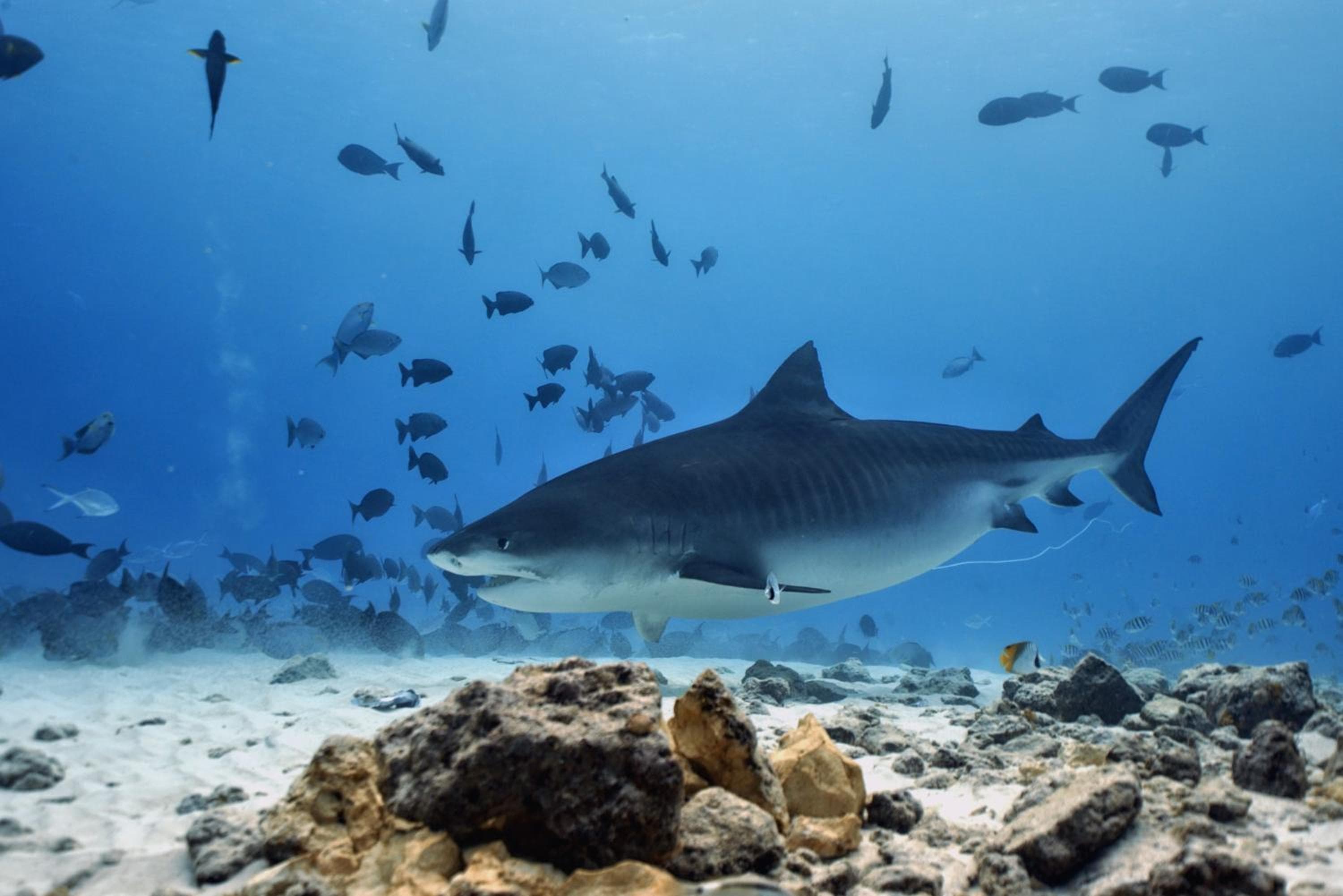 Isle Royal Inn - View 16