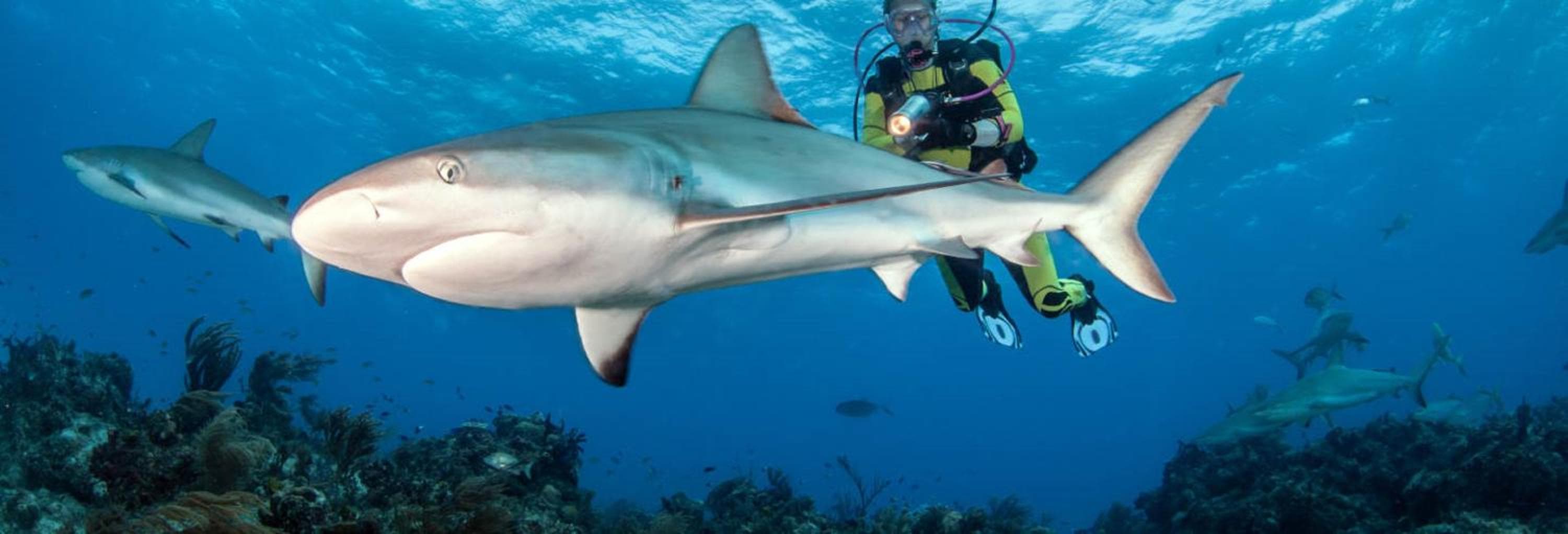 Fins Dive and Leisure Hotel - View 17