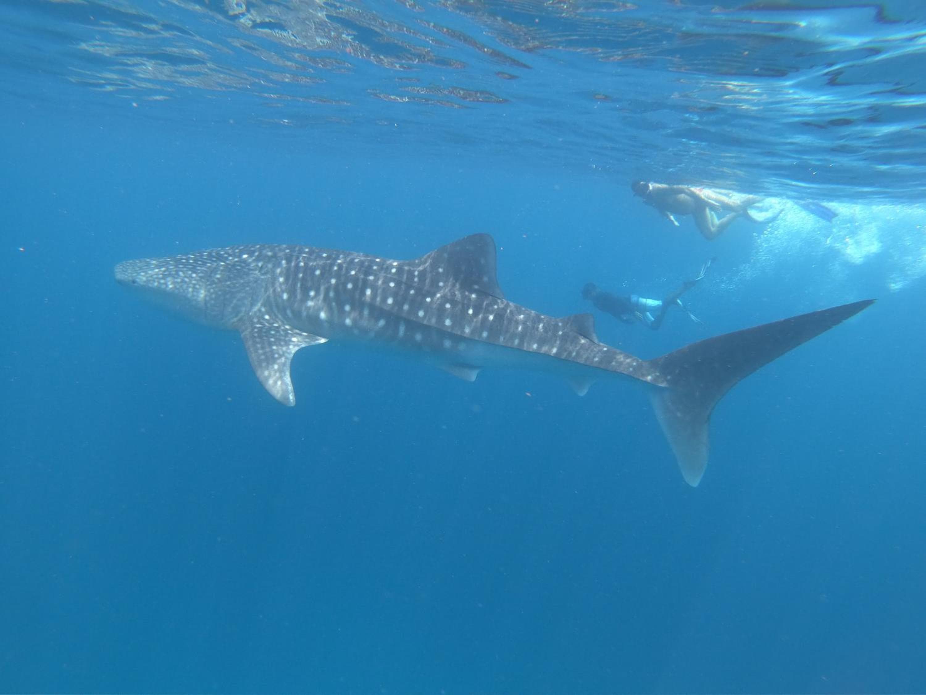 By the shade Maldives - View 20