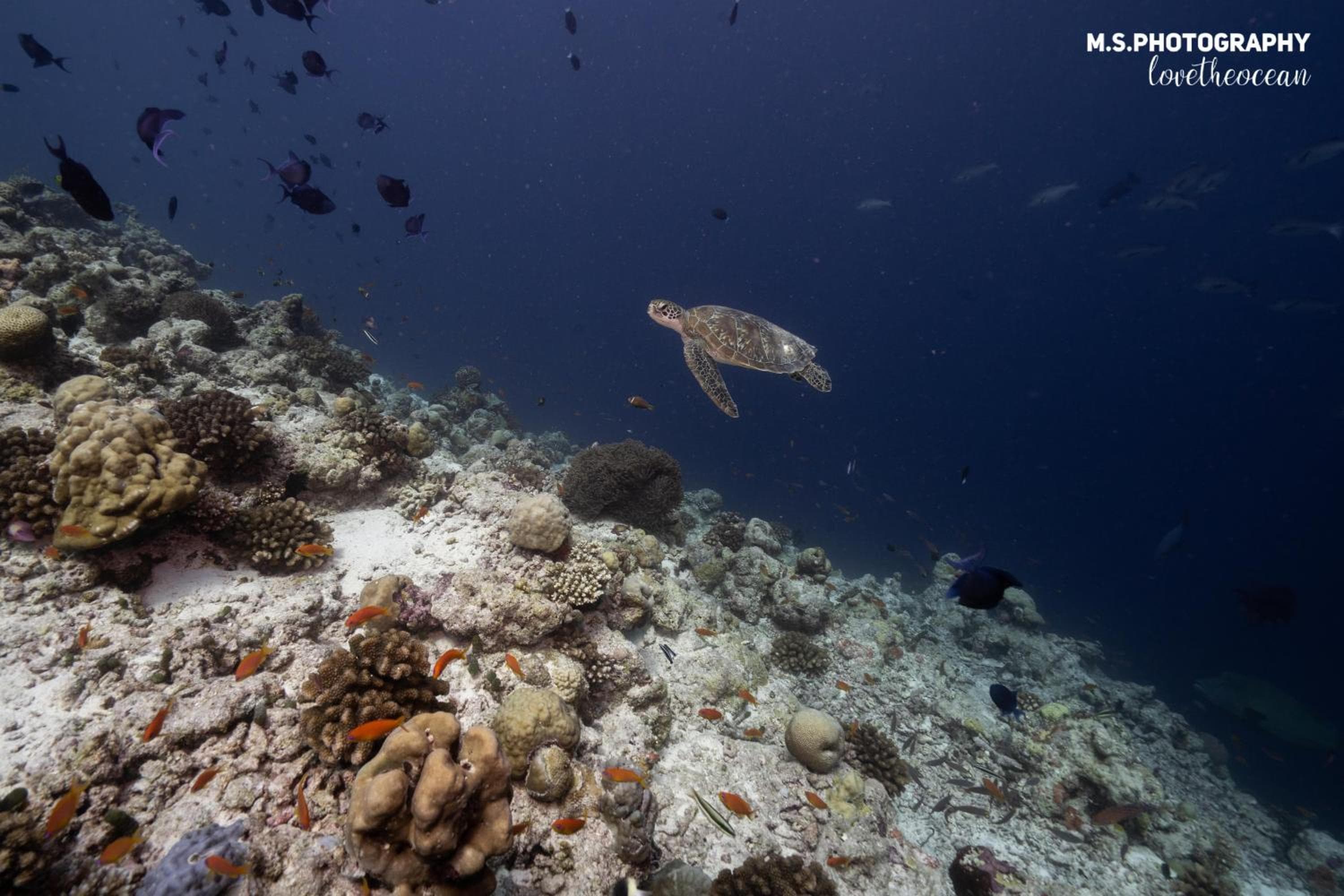 Summer Vibes Beach Front - View 8