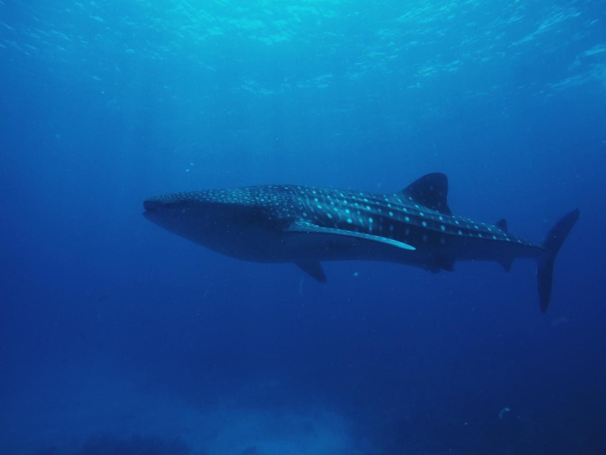 Summer Vibes Beach Front - View 232