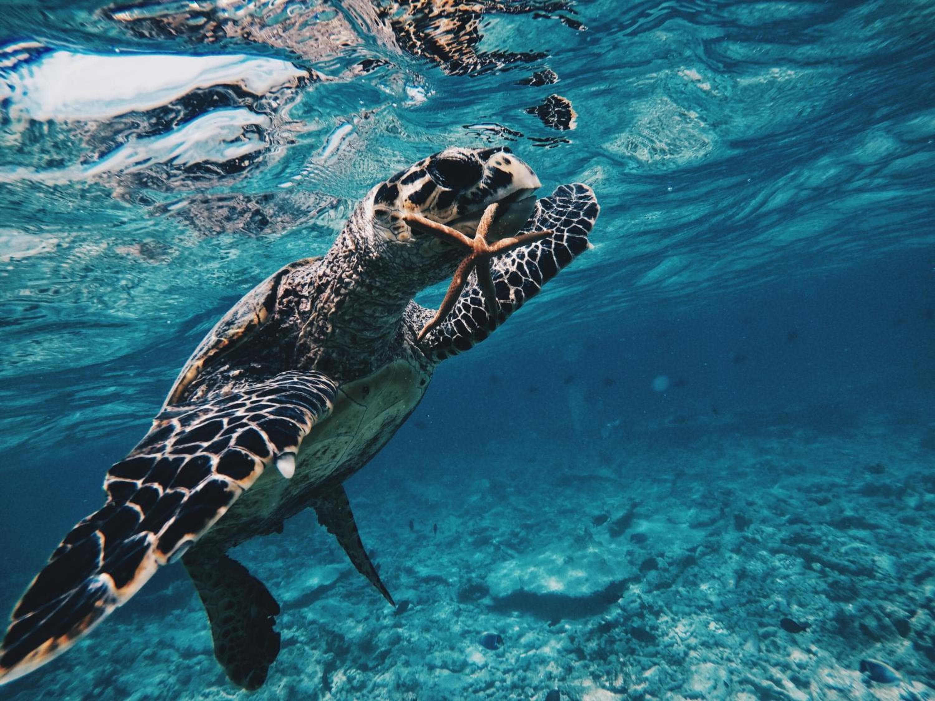 Summer Vibes Beach Front - View 227