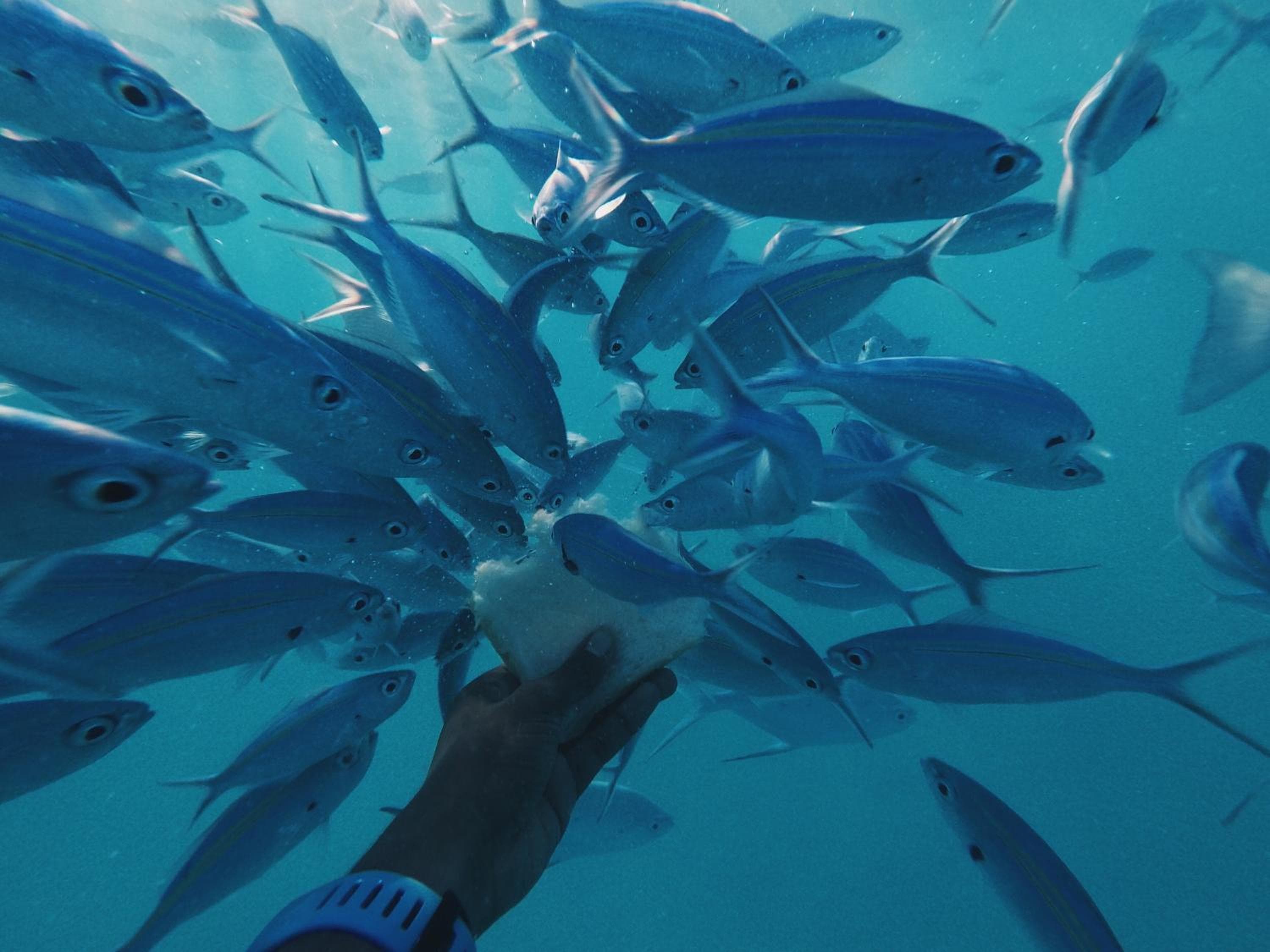 Summer Vibes Beach Front - View 226