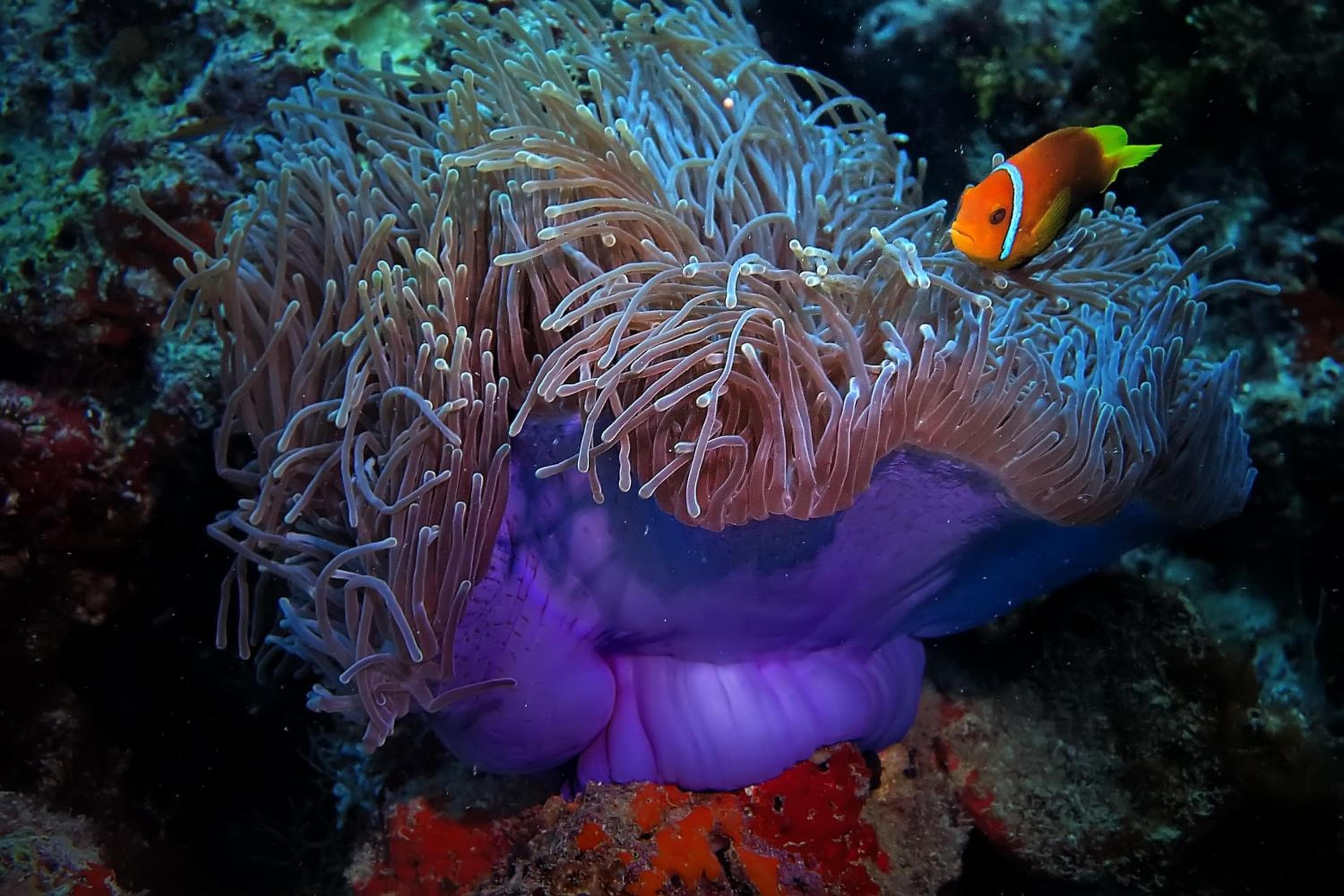 Stingray Beach Inn - View 40