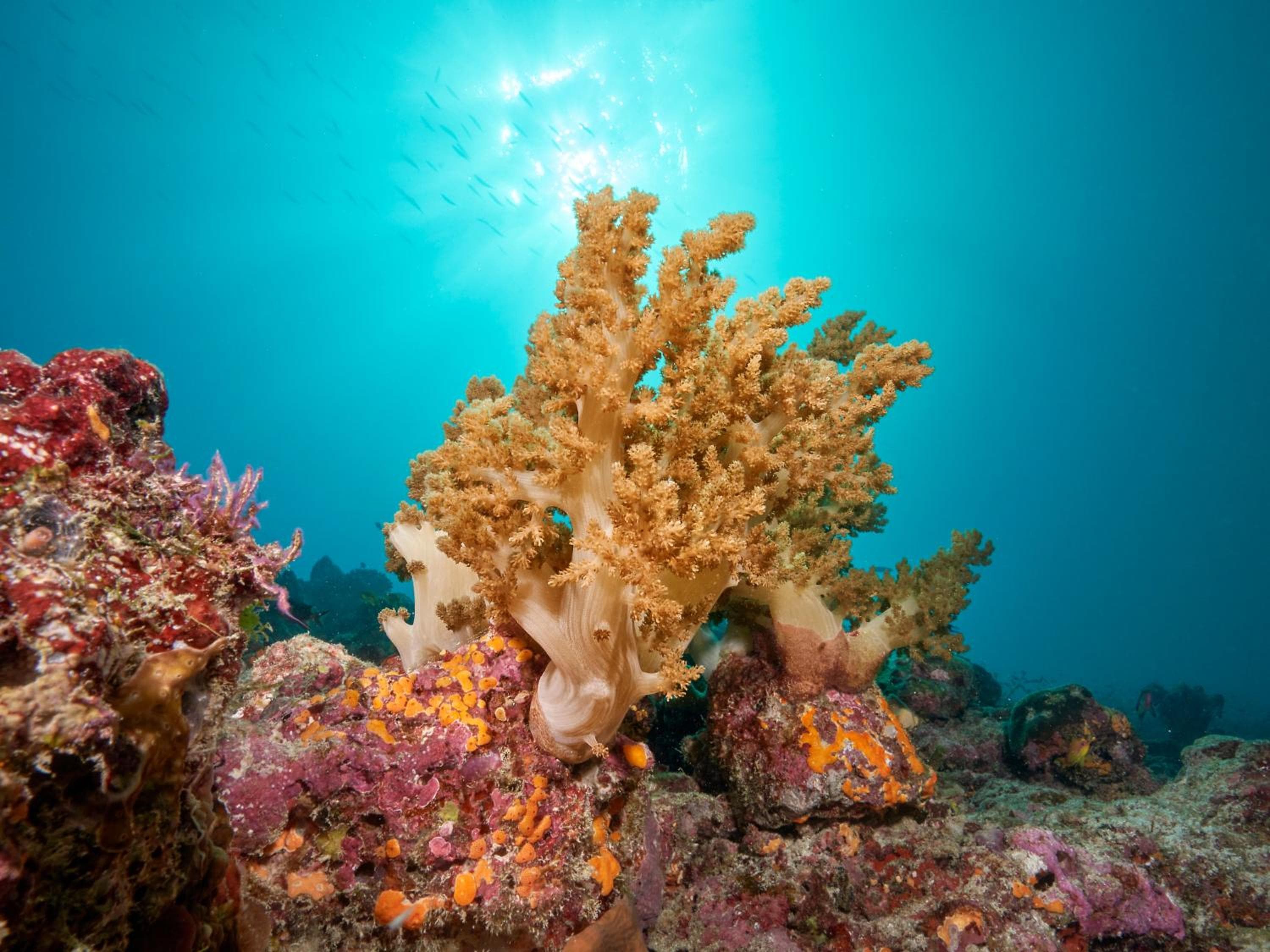 Cora Cora Maldives - Premium All-Inclusive Resort - View 97