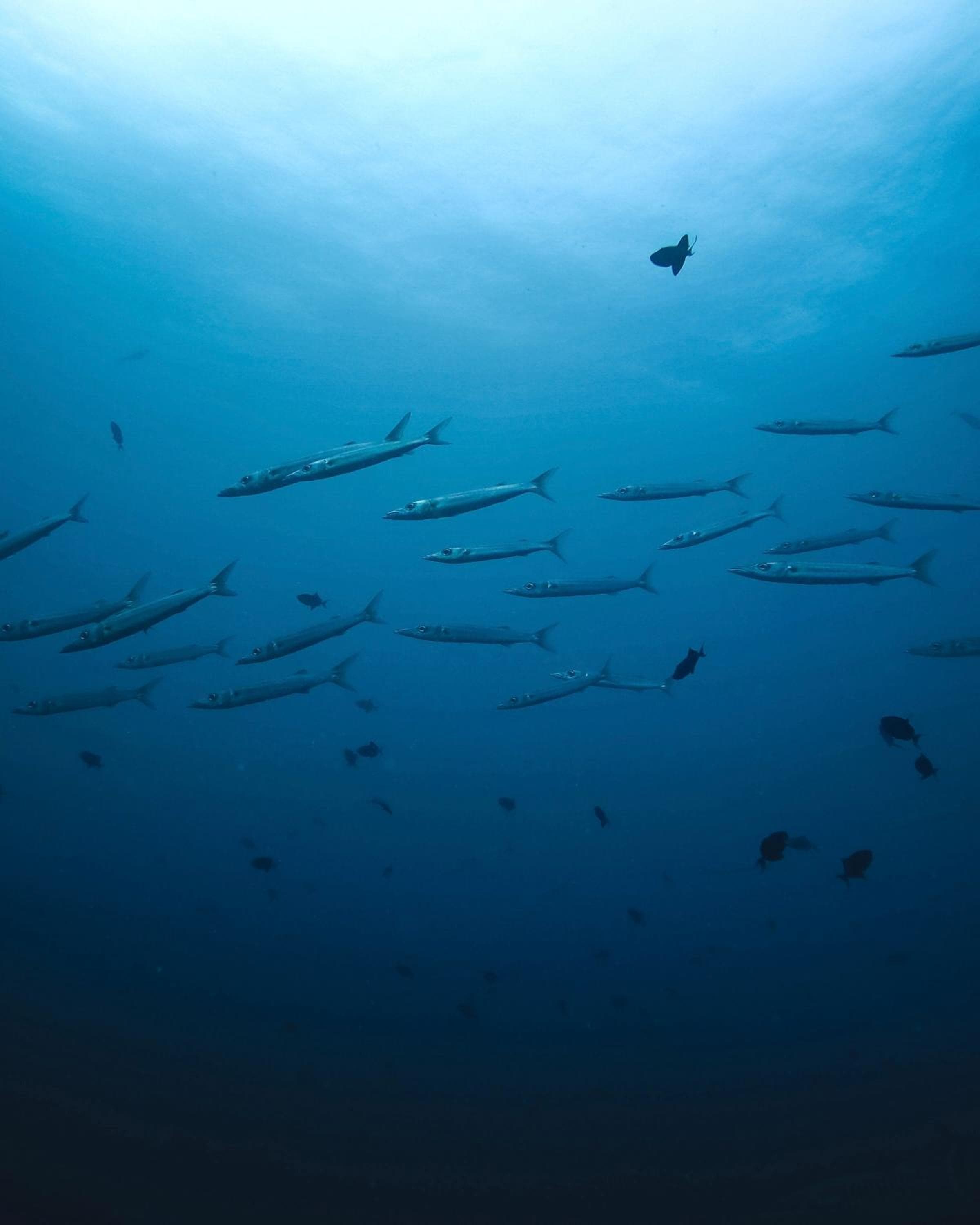 Summer Vibes Beach Front - View 199