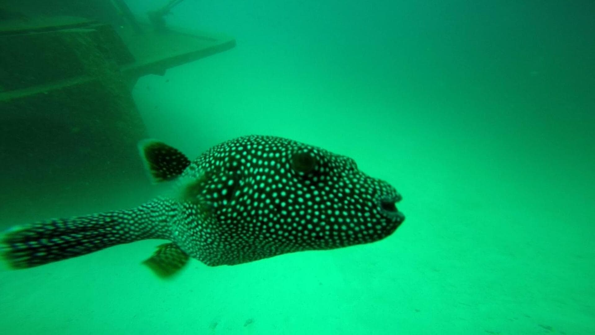 Sky Beach Maldives - Dhiffushi - View 42