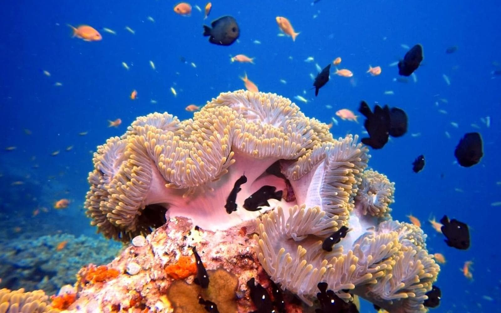 Sky Beach Maldives - Dhiffushi - View 43