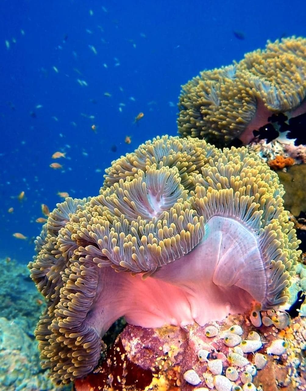 Sky Beach Maldives - Dhiffushi - View 41