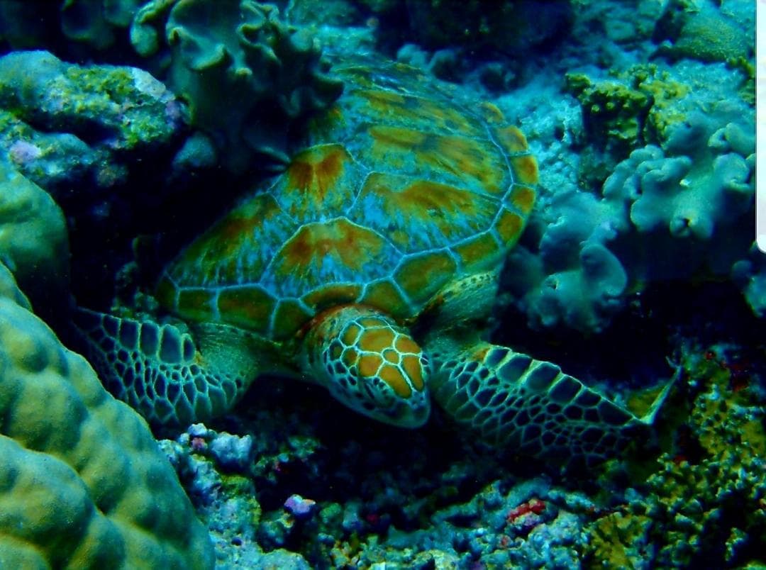 Ras Rana Lodge - View 29