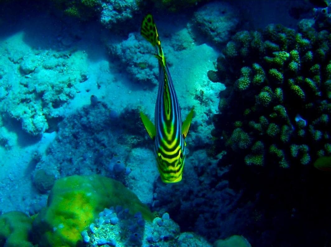 Ras Rana Lodge - View 28