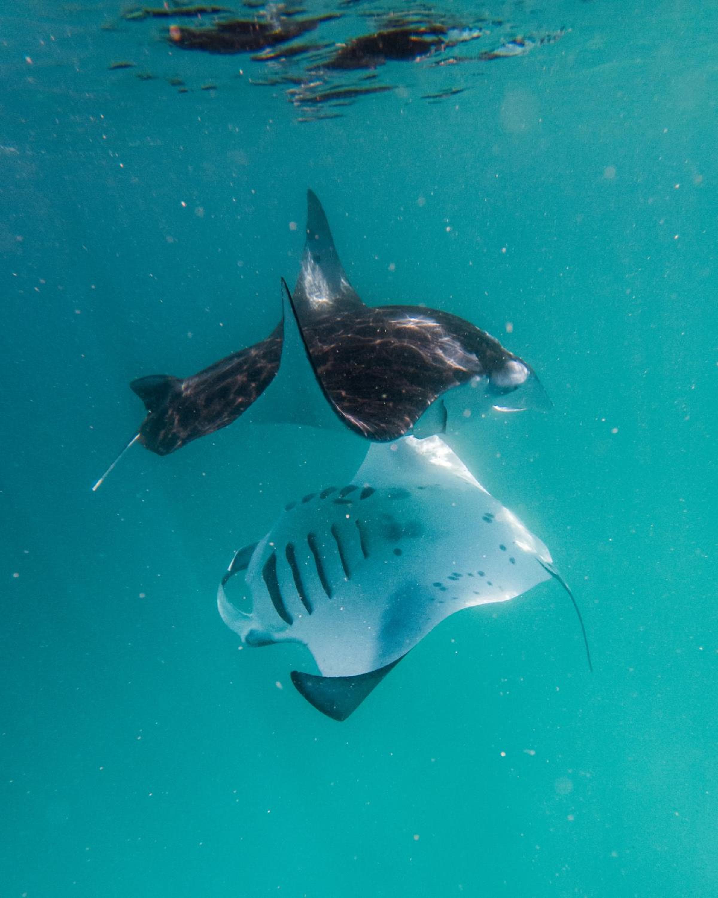 Beach Stone - View 10