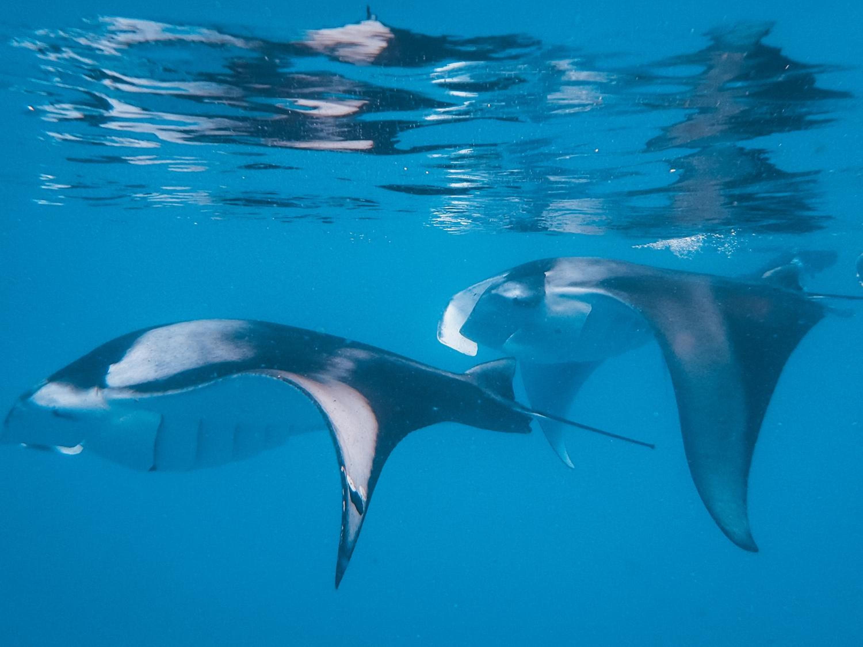 The Nautilus Maldives - View 50