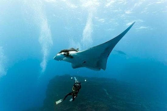 Coco Ukulhas Villa - View 18