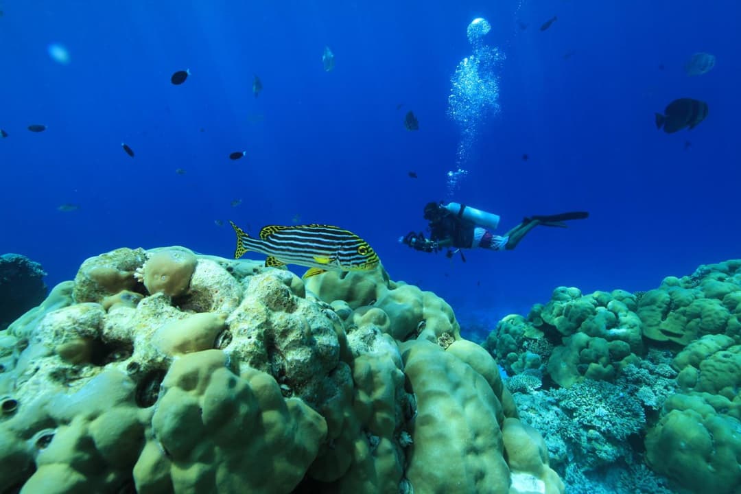 Plumeria Maldives - View 6