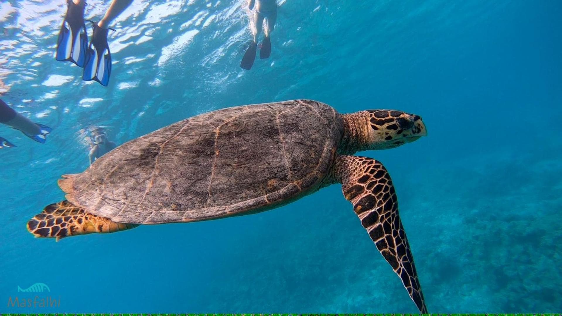 Masfalhi View Inn - View 19