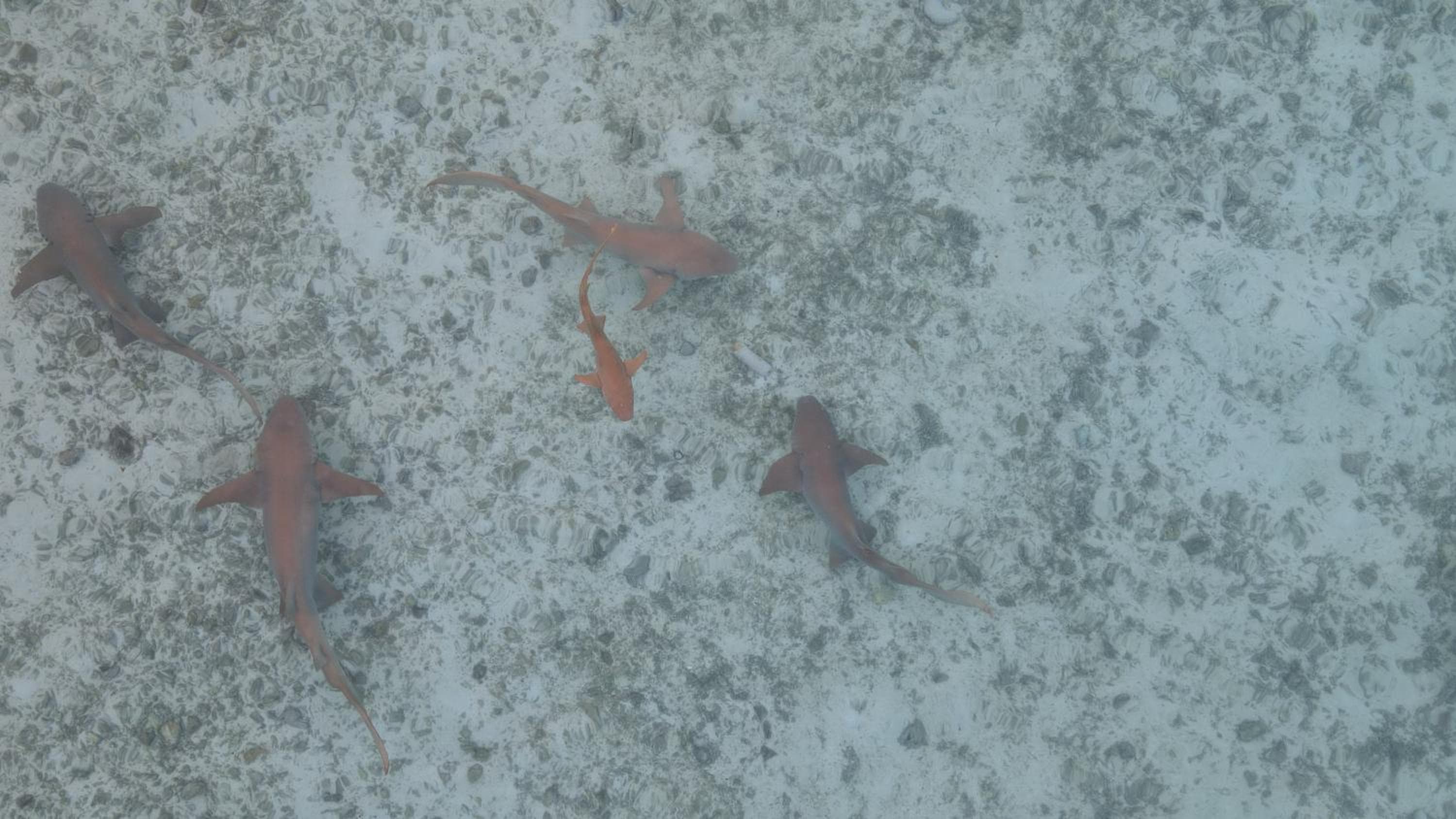 Alimas Holiday Retreat Maldives - View 53