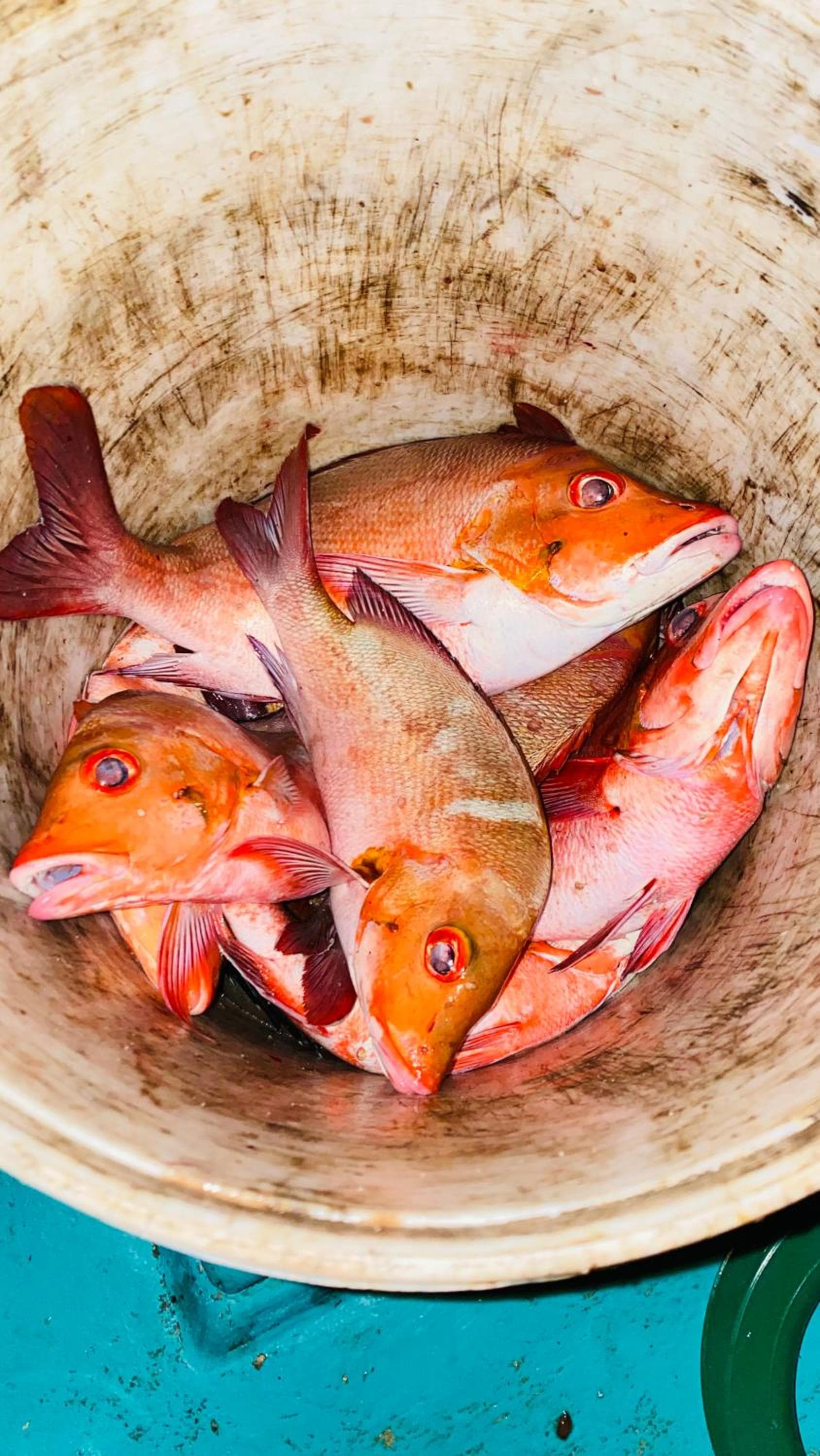 Alimas Holiday Retreat Maldives - View 58