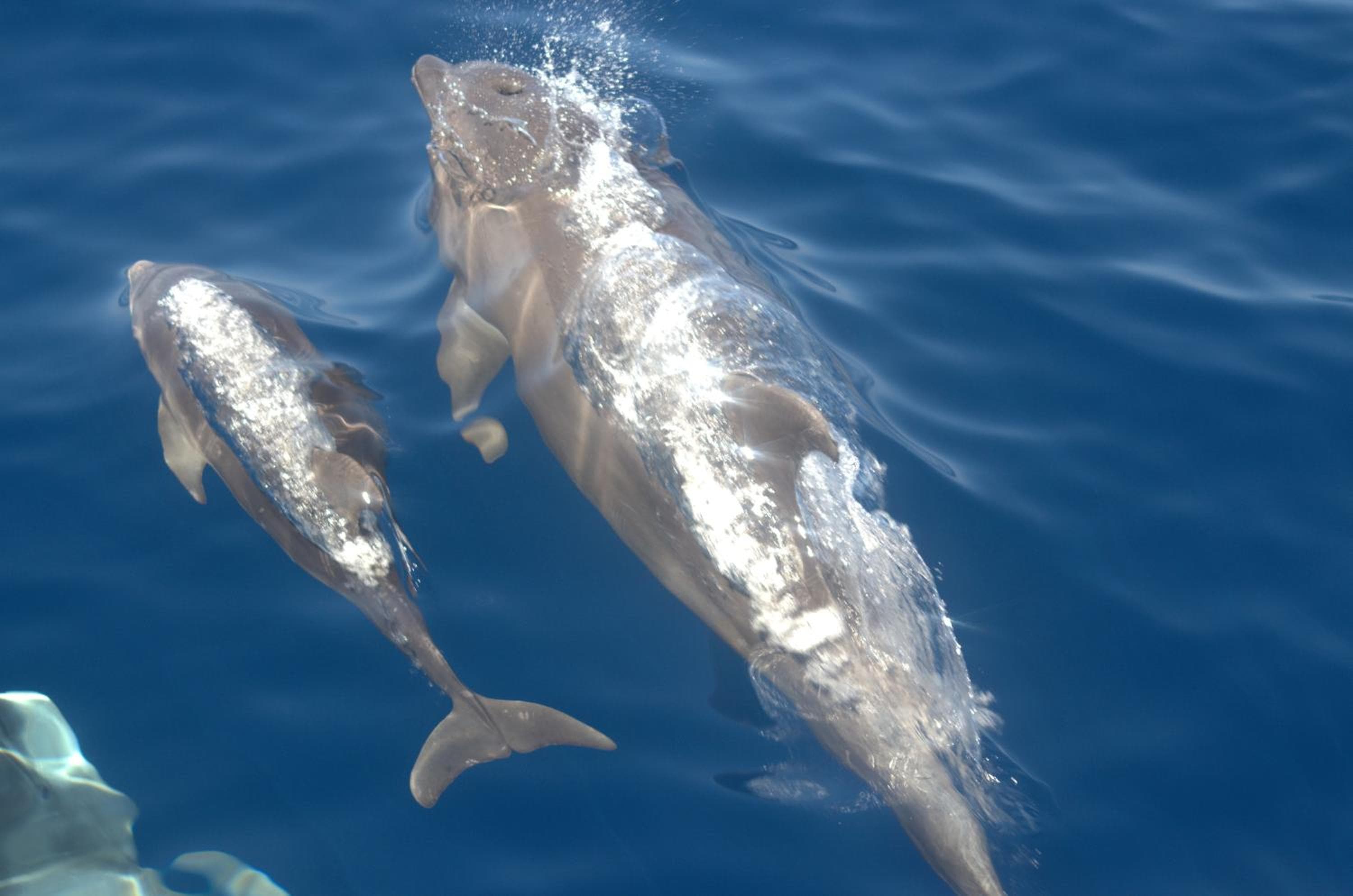 Rasdhoo Coralville - View 66