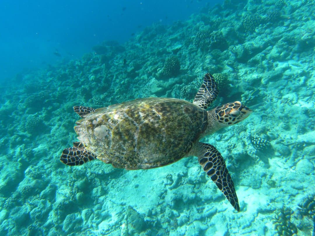 Rasdhoo Coralville - View 66