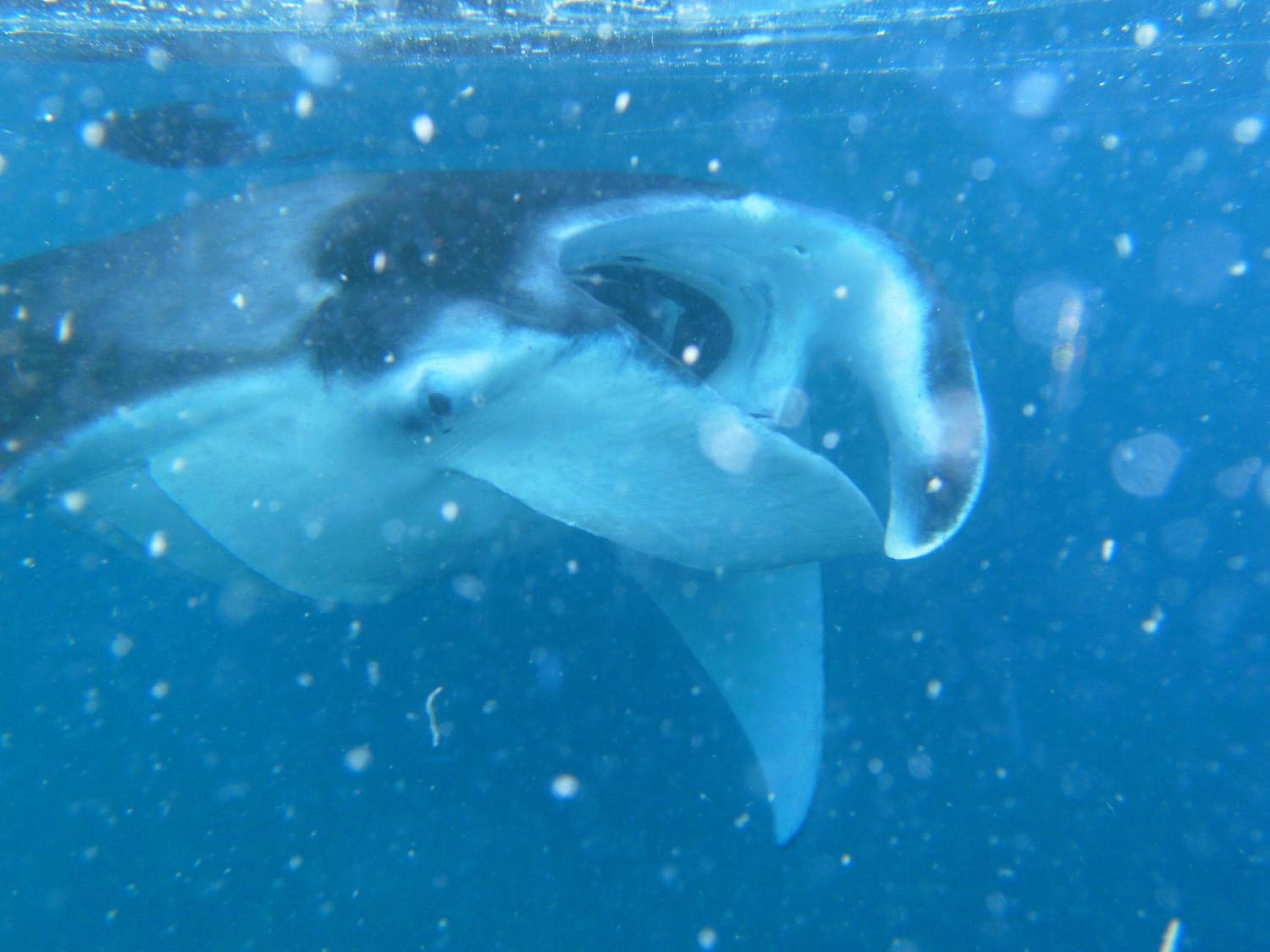 Rasdhoo Coralville - View 97