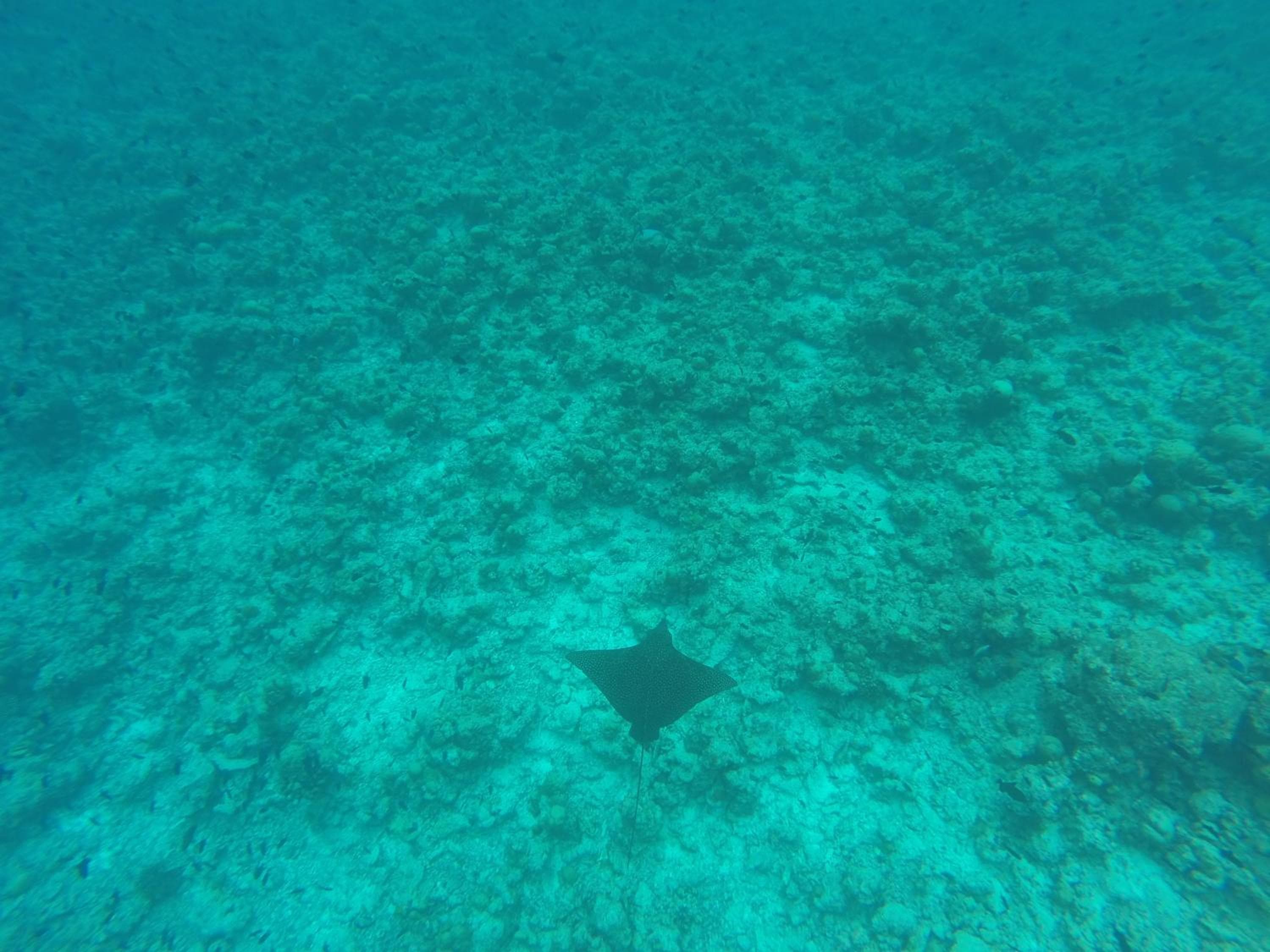 Rasdhoo Coralville - View 77