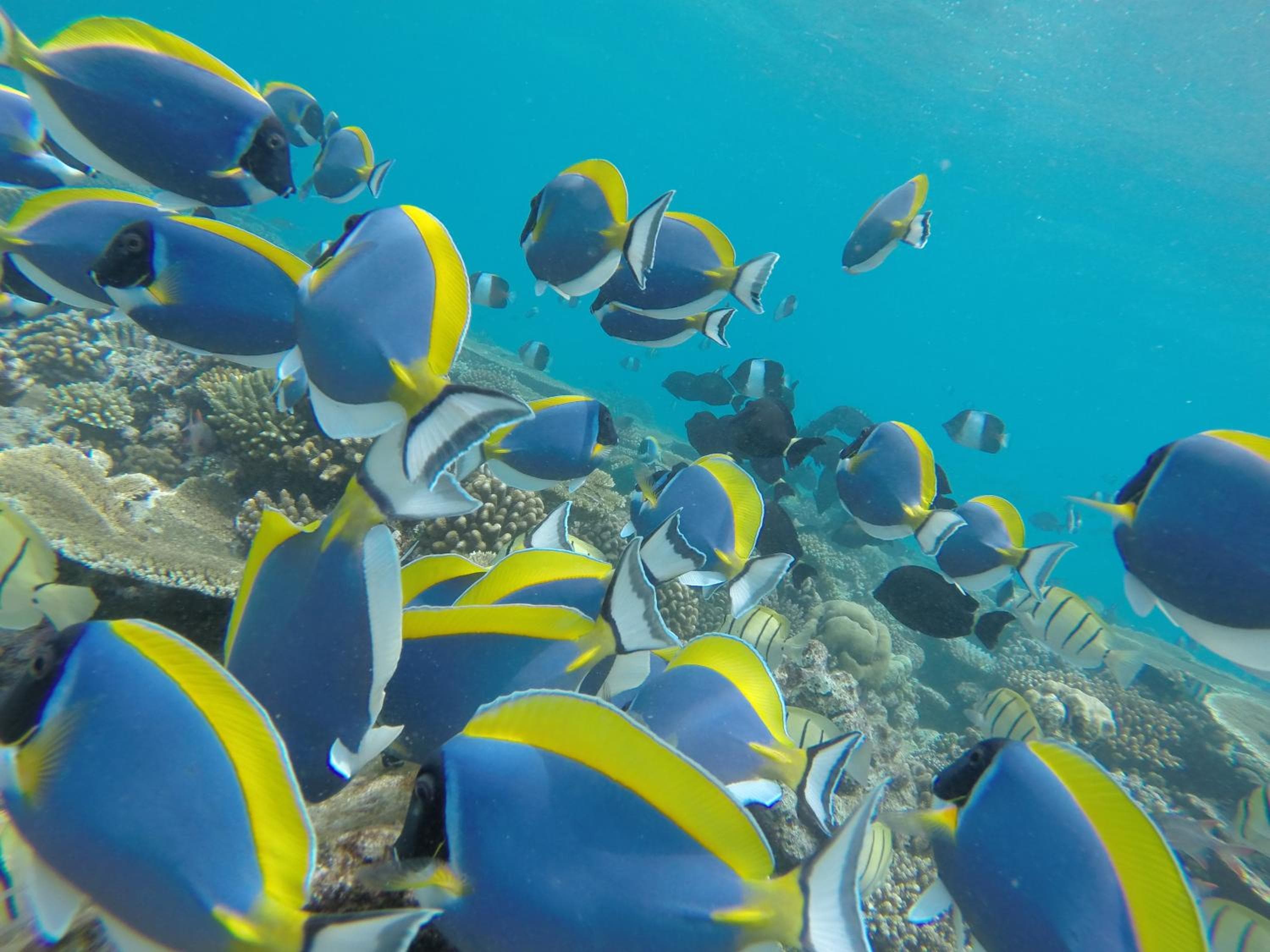 Rasdhoo Coralville - View 69