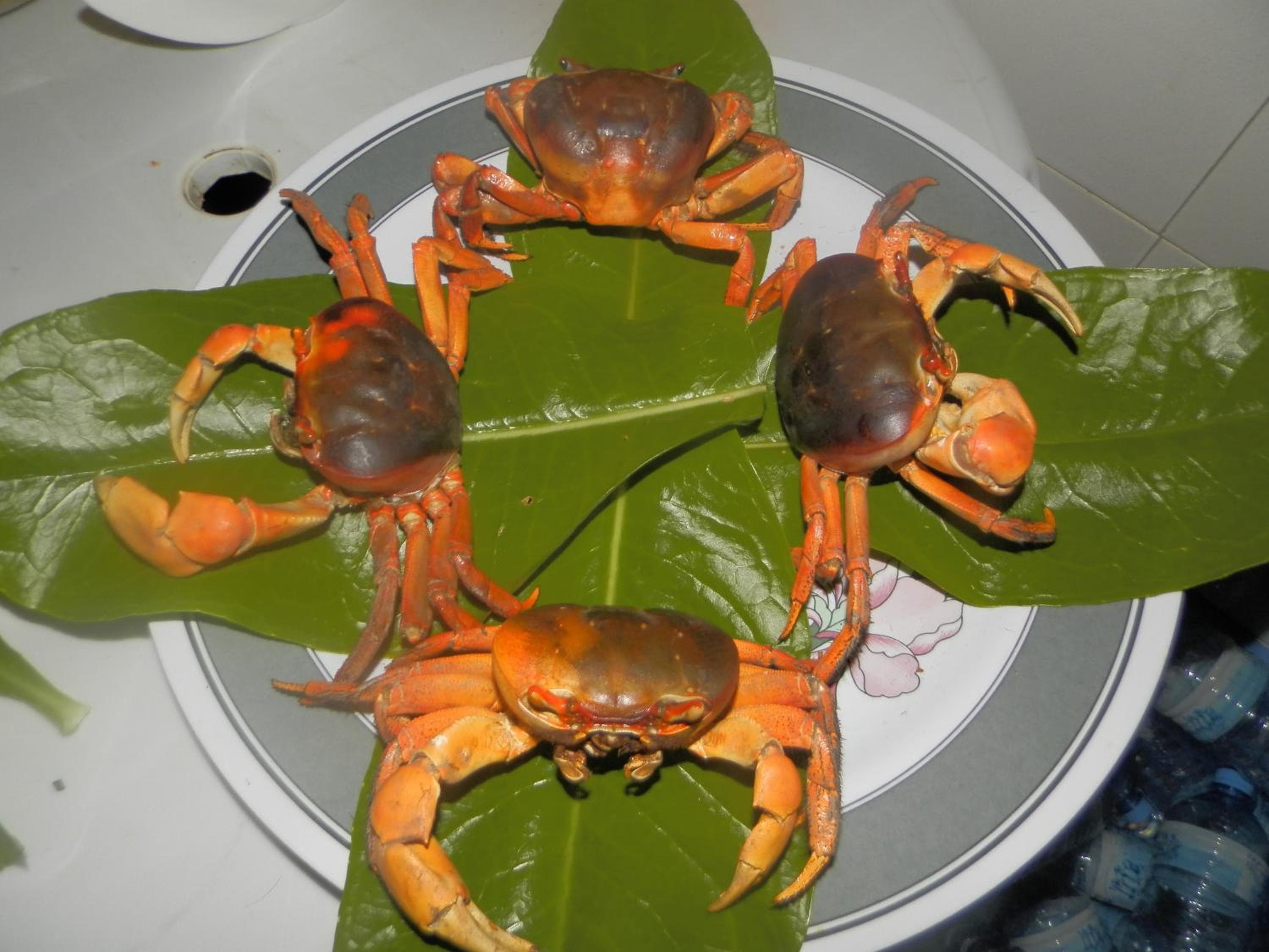 Rasdhoo Coralville - View 94