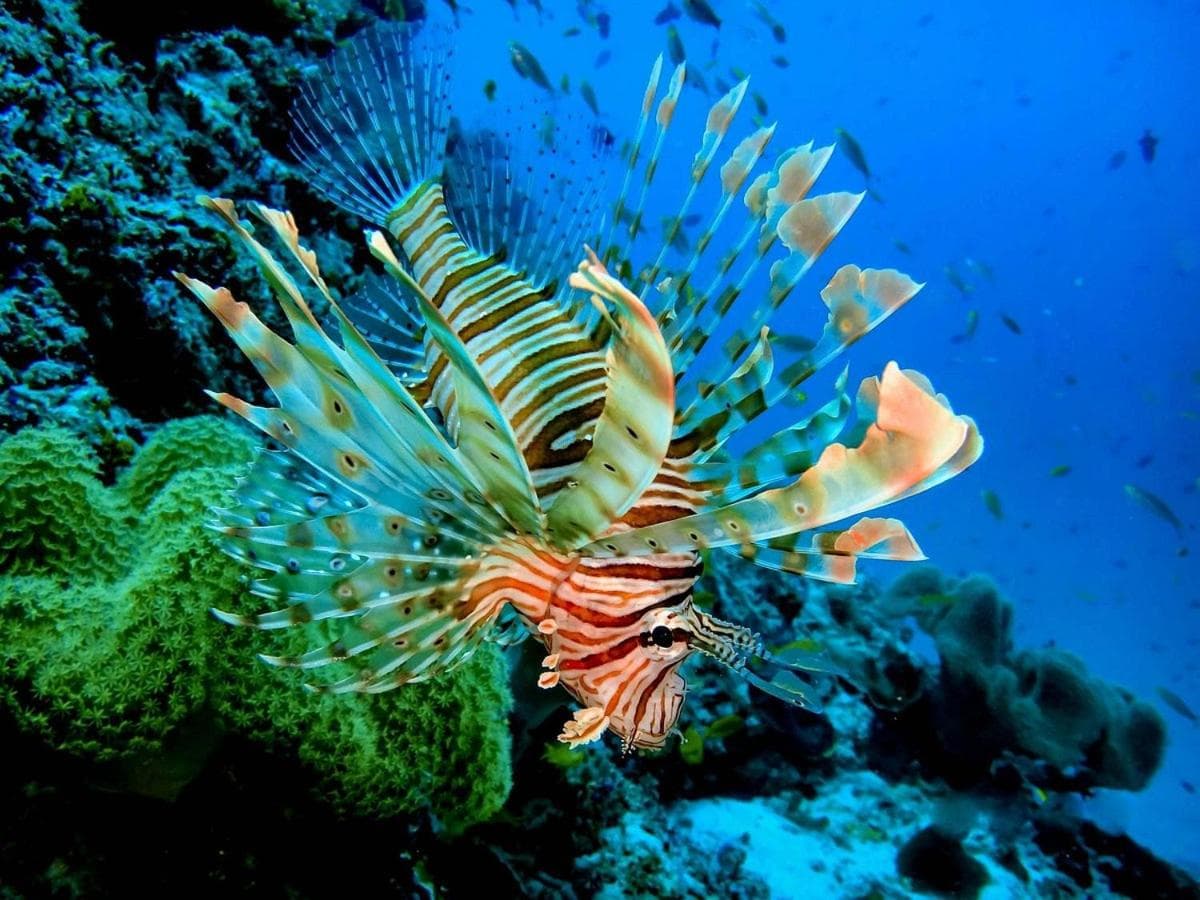 The Grand View - View 16