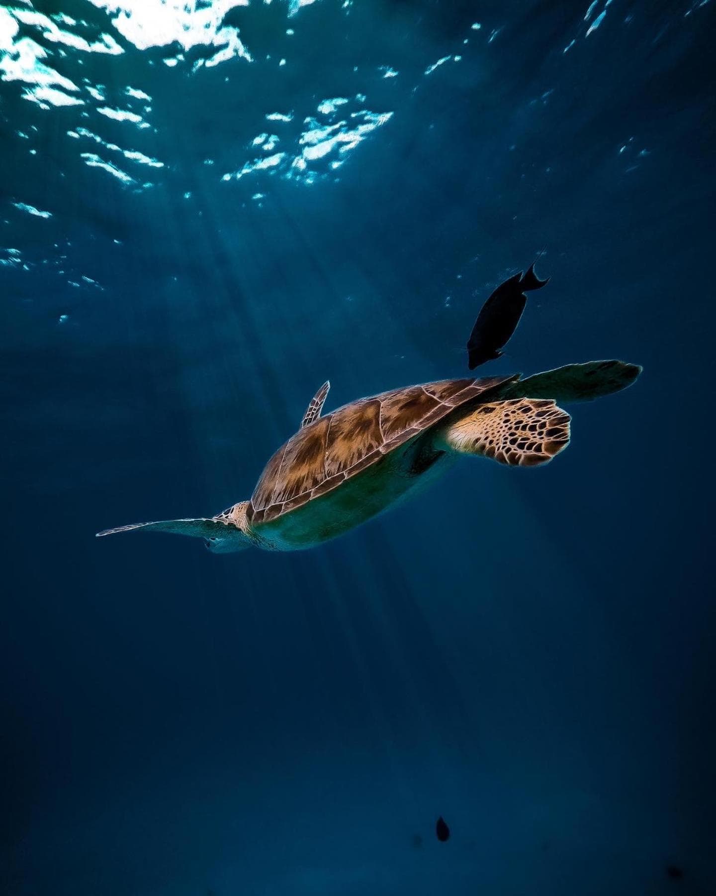 Summer Vibes Beach Front - View 217