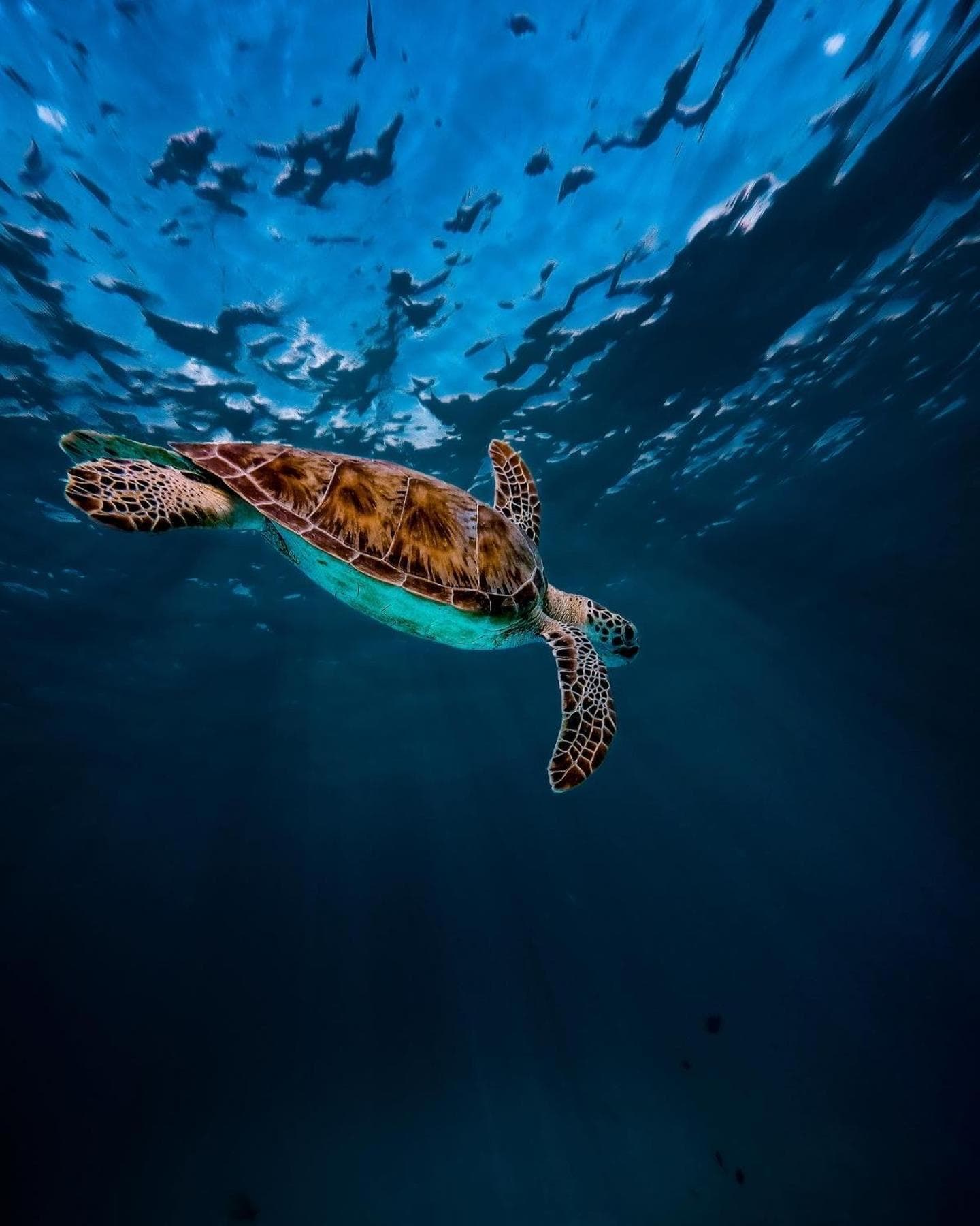 Summer Vibes Beach Front - View 219