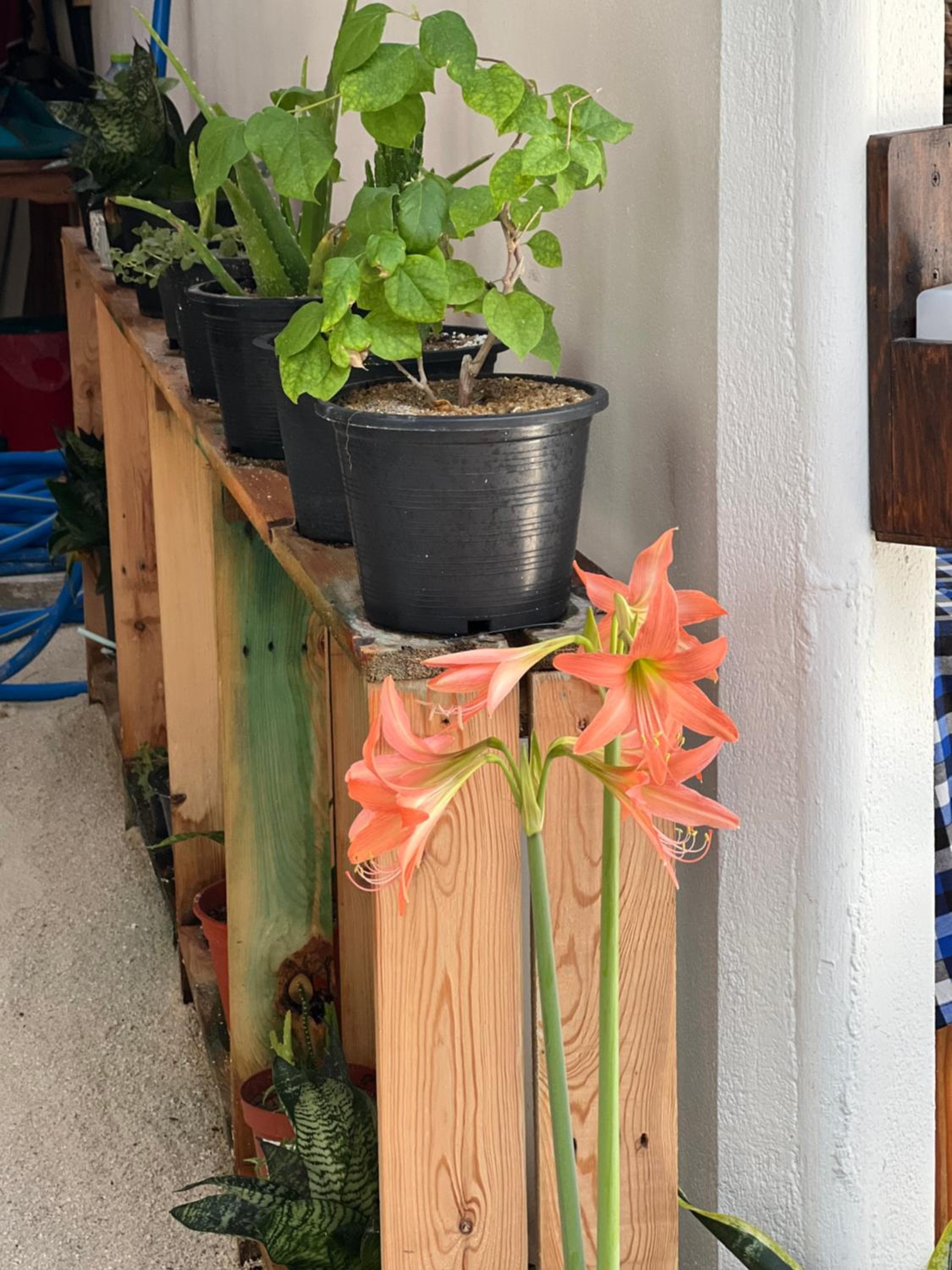 Rasdu View Inn - View 84