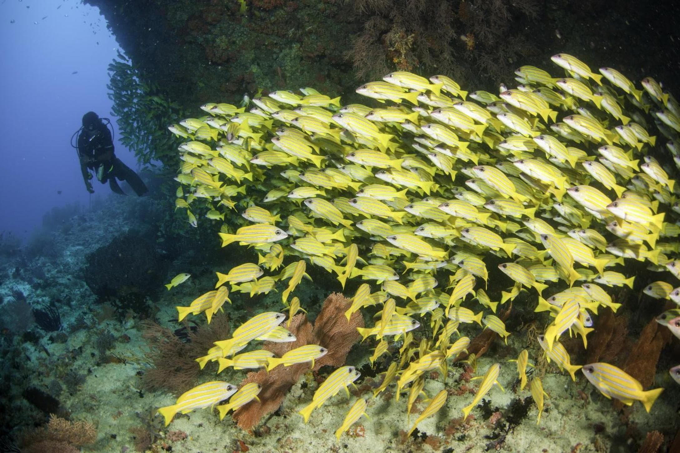 The Centara Collection, Machchafushi Island Resort & Spa Maldives - 30 percent discount on transfers for min 4 nights stay and more, valid for reservations - View 146