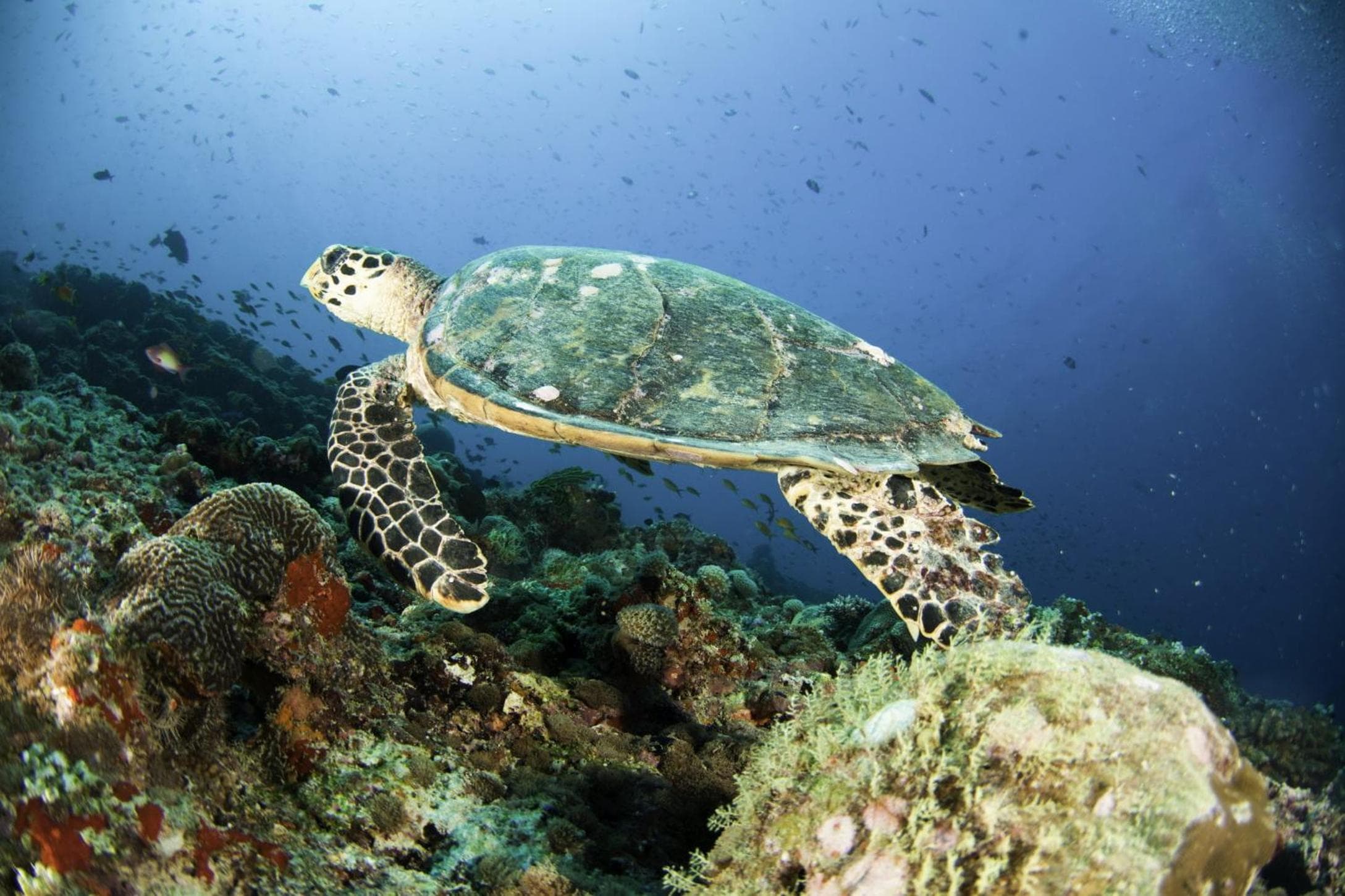 The Centara Collection, Machchafushi Island Resort & Spa Maldives - 30 percent discount on transfers for min 4 nights stay and more, valid for reservations - View 148