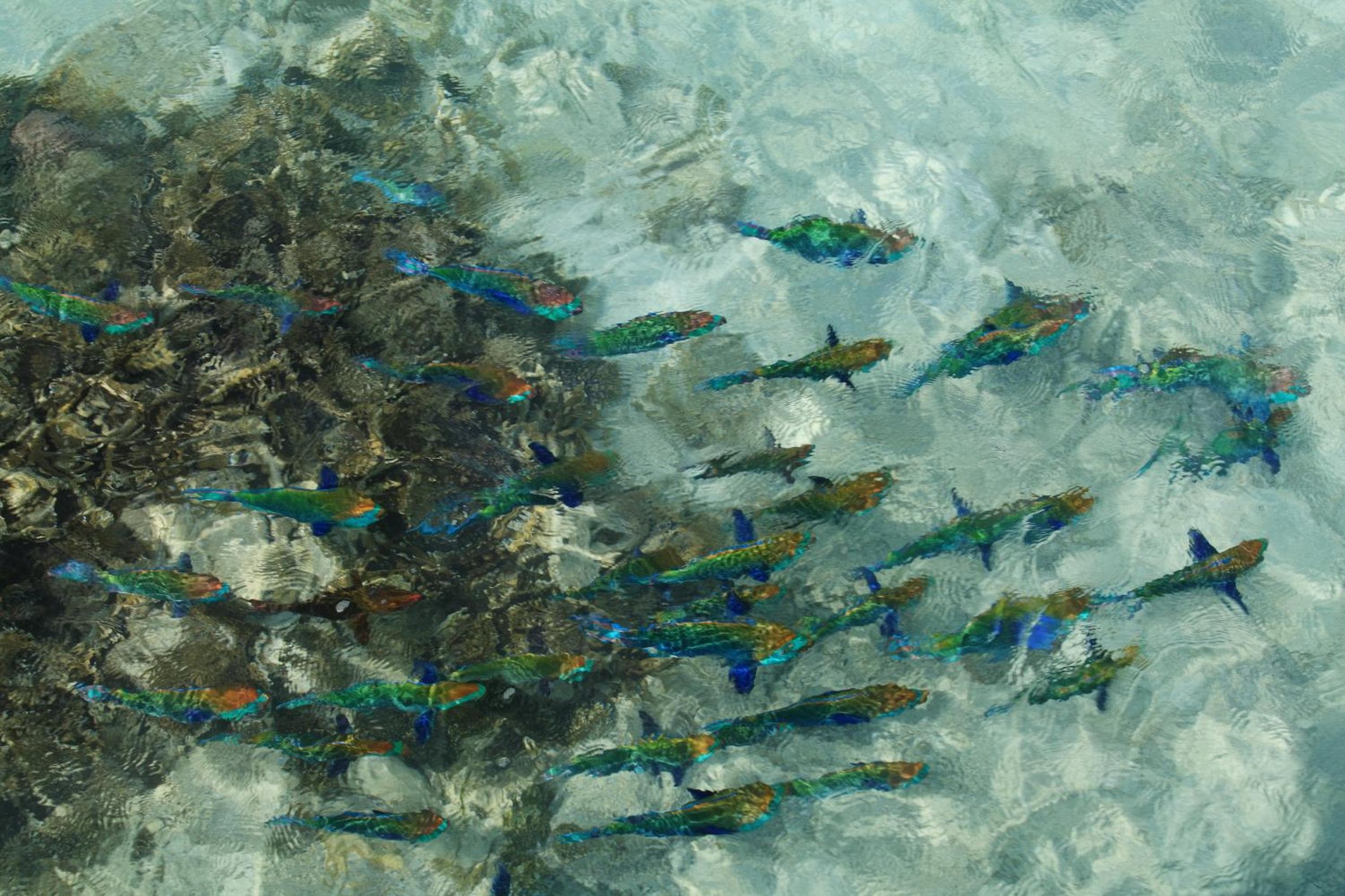 The Centara Collection, Machchafushi Island Resort & Spa Maldives - 30 percent discount on transfers for min 4 nights stay and more, valid for reservations - View 173