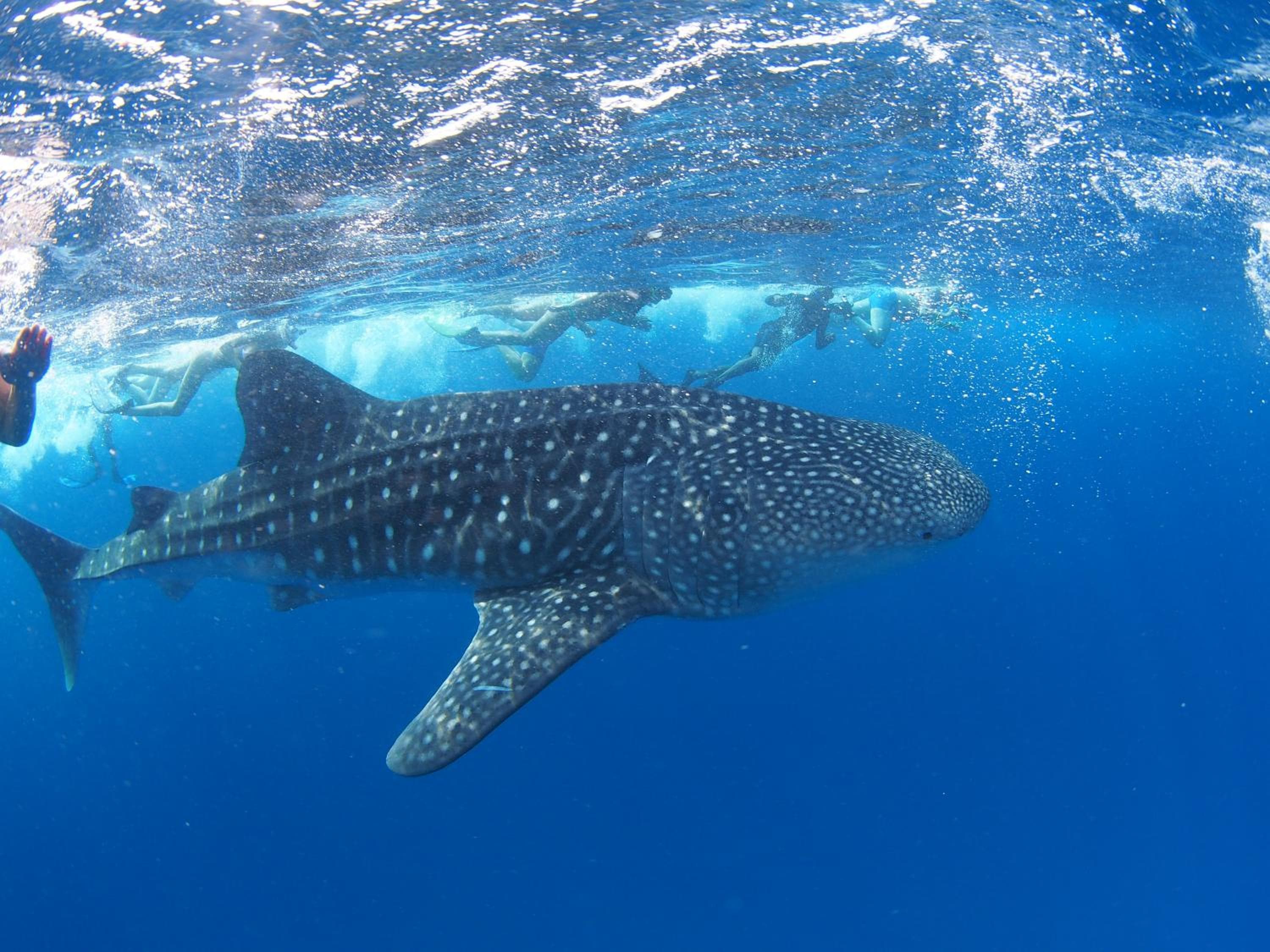 Sunrise by white sand dhigurah - View 27