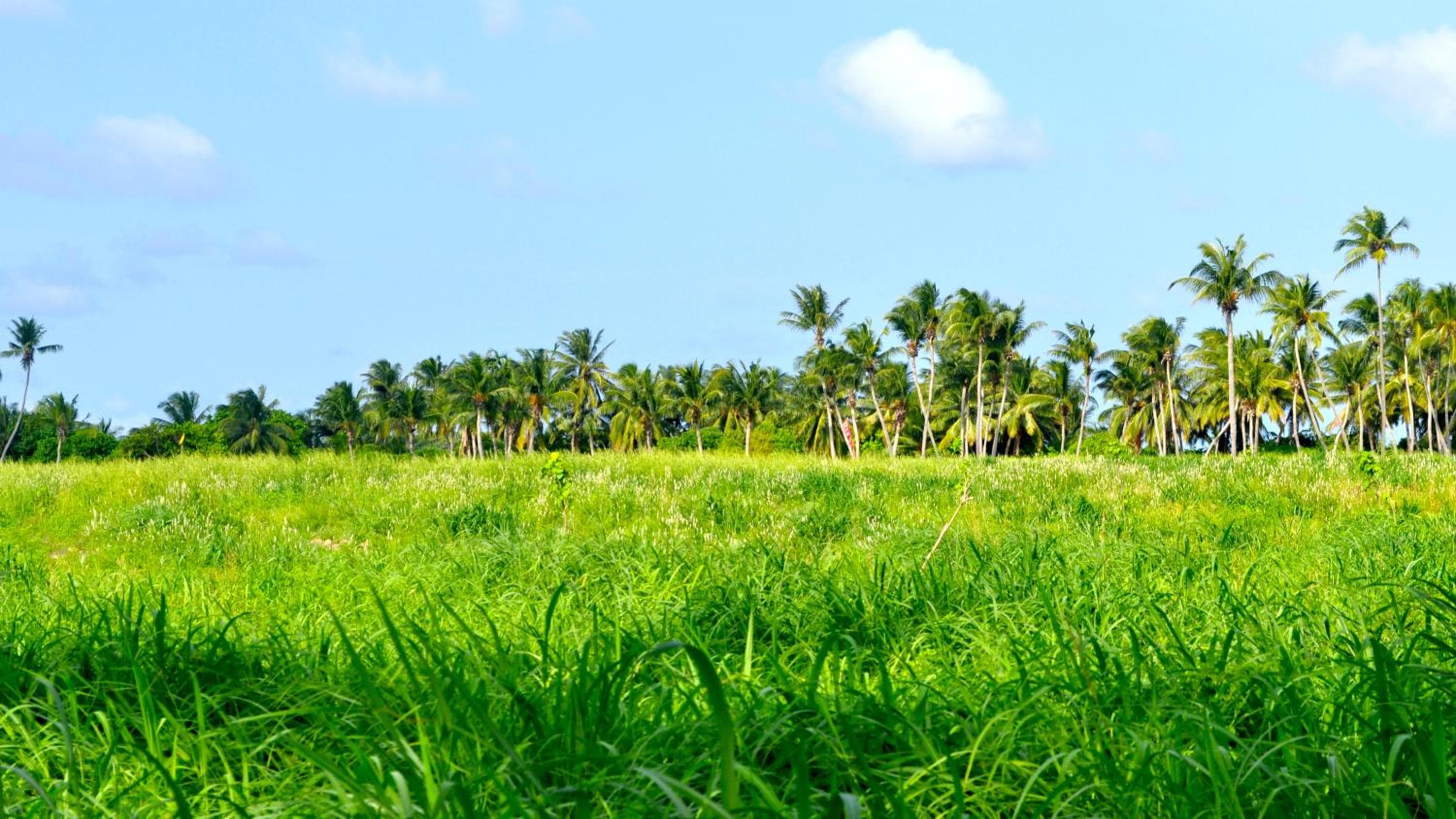 Holiday Cottage Thoddoo, Maldives - View 69