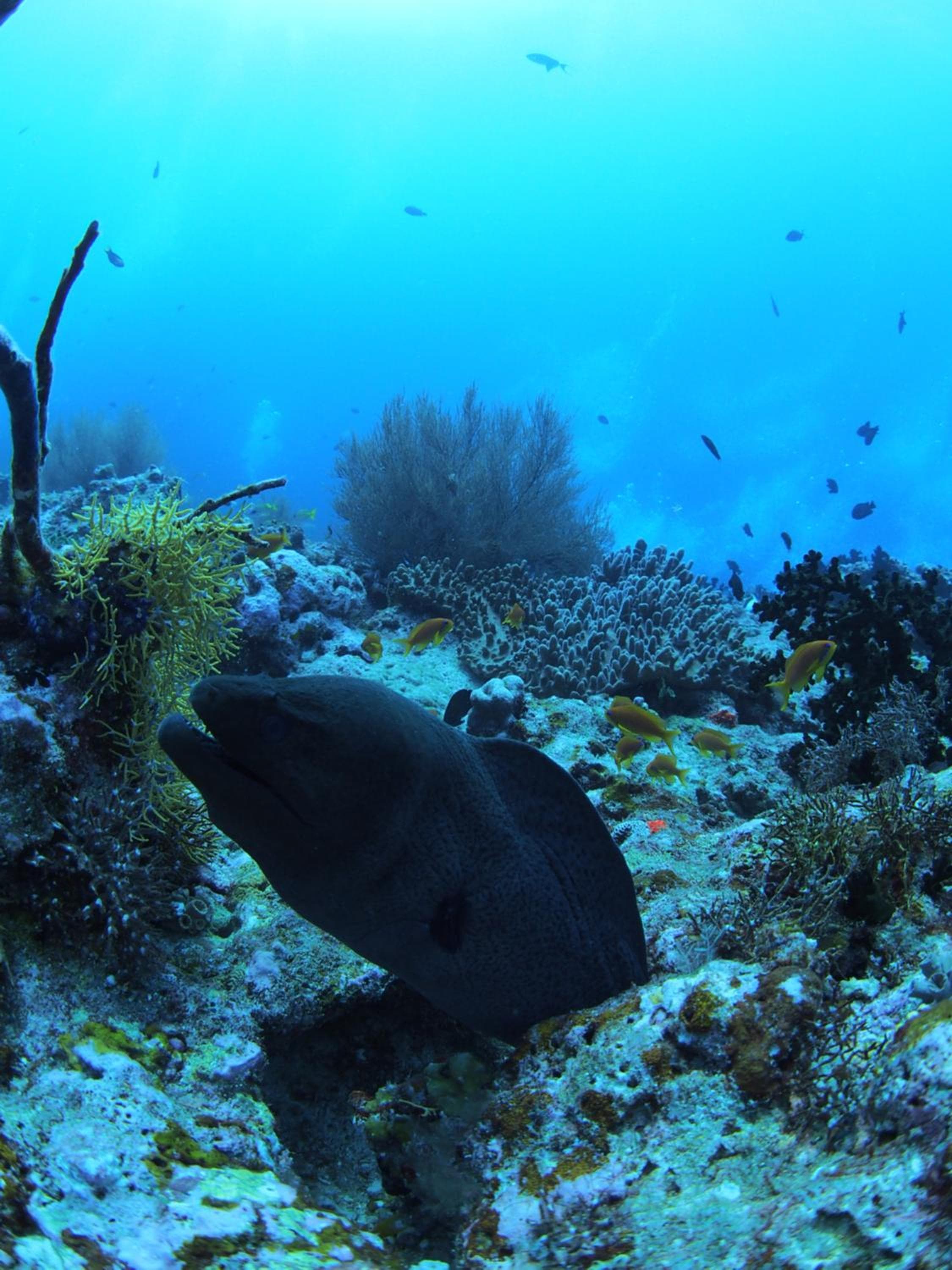 Sunrise by white sand dhigurah - View 30