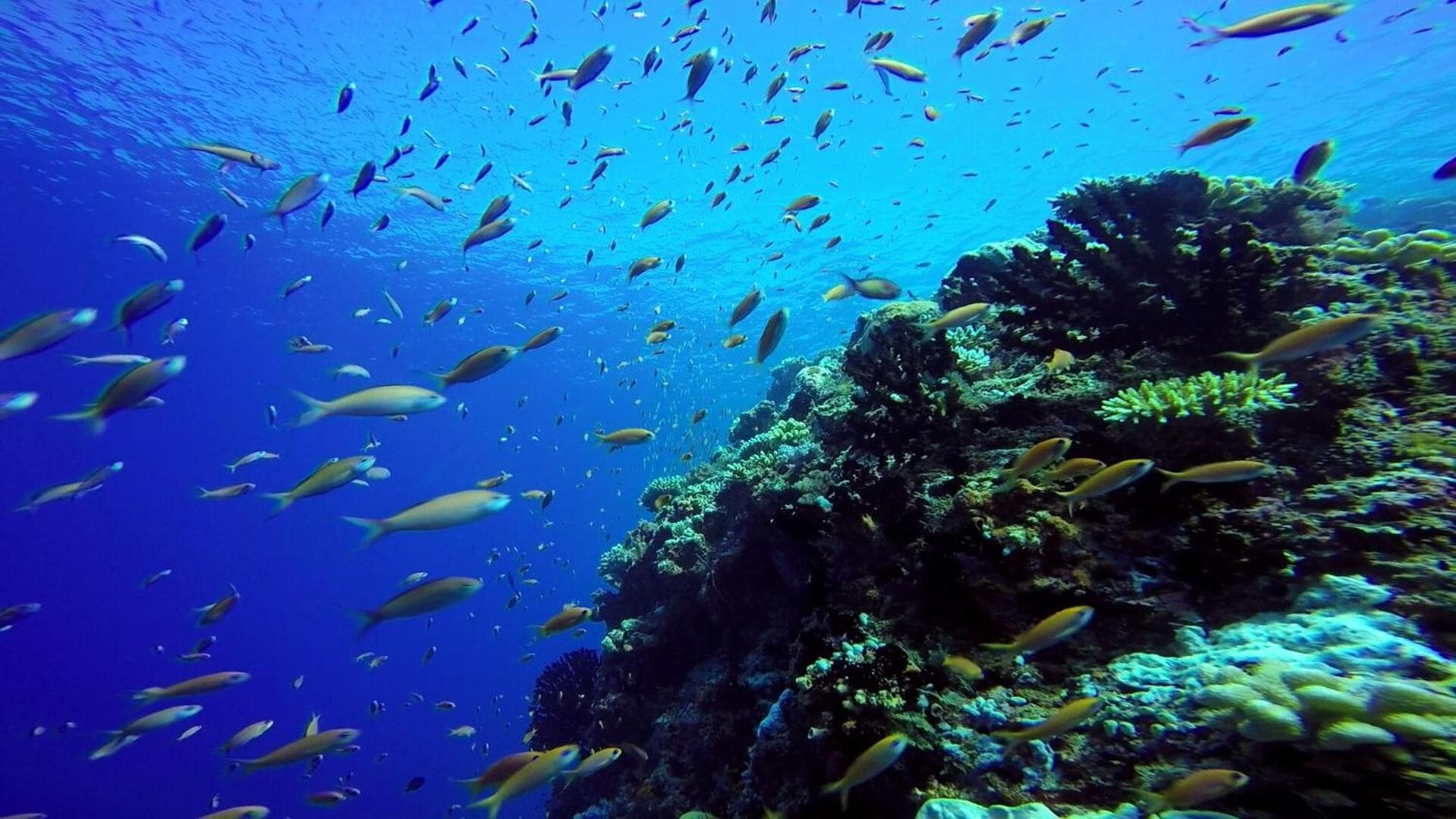 Sky Beach Maldives - Dhiffushi - View 38