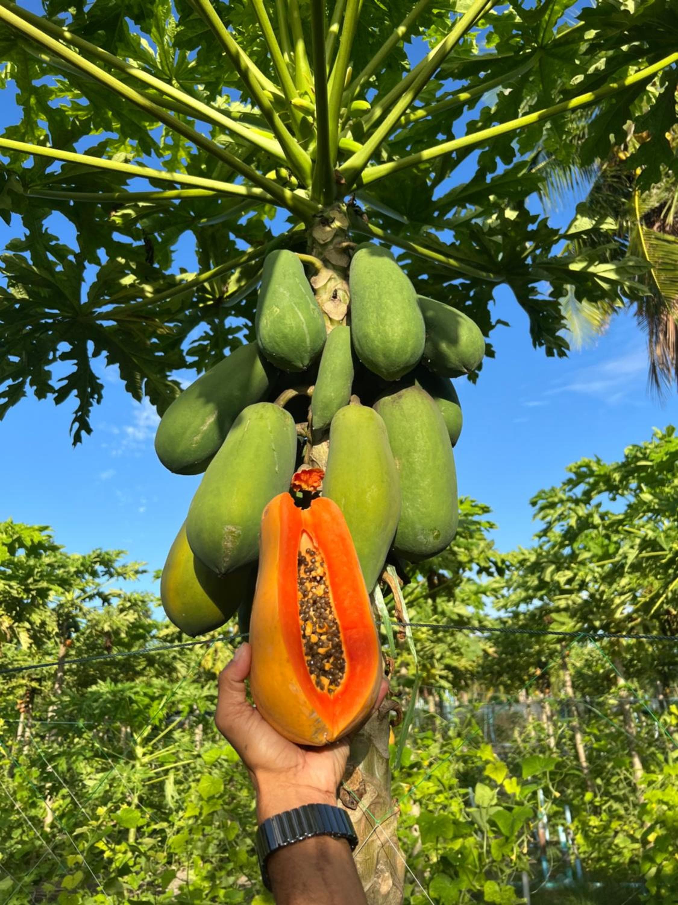 Lagoon Villa Maldives - View 48