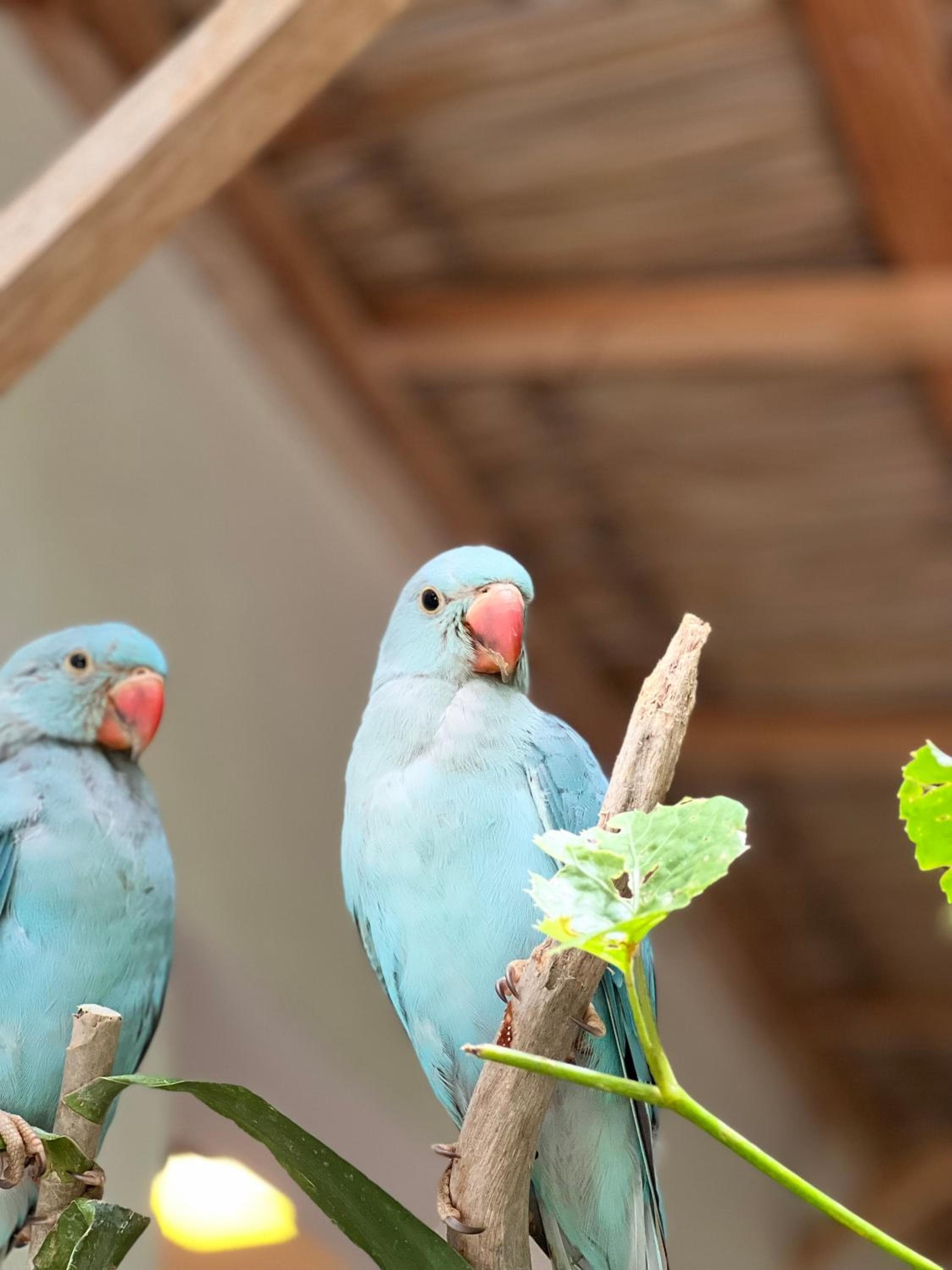 Lagoon Villa Maldives - View 75