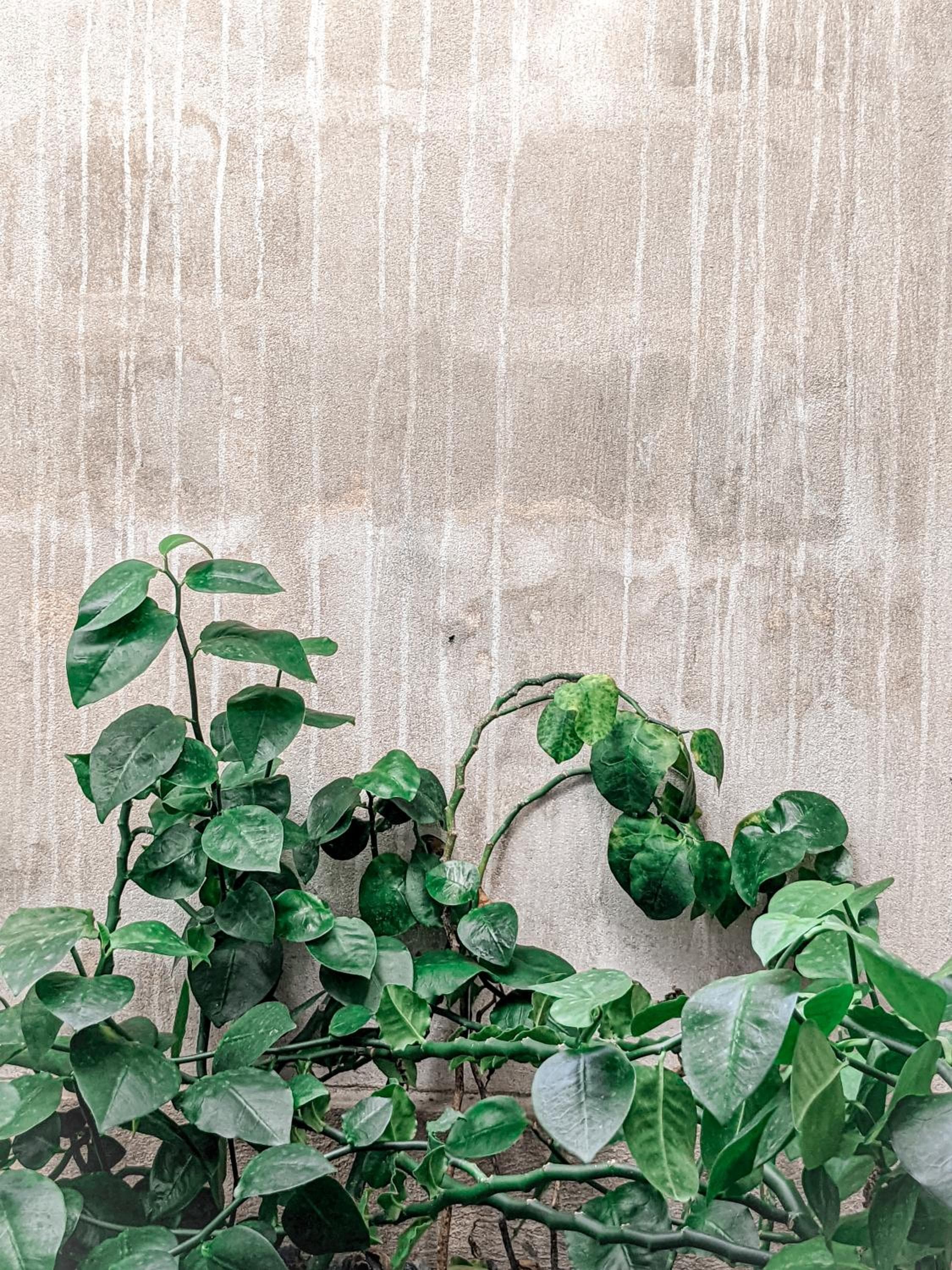 Dhoadhi Retreat - View 40