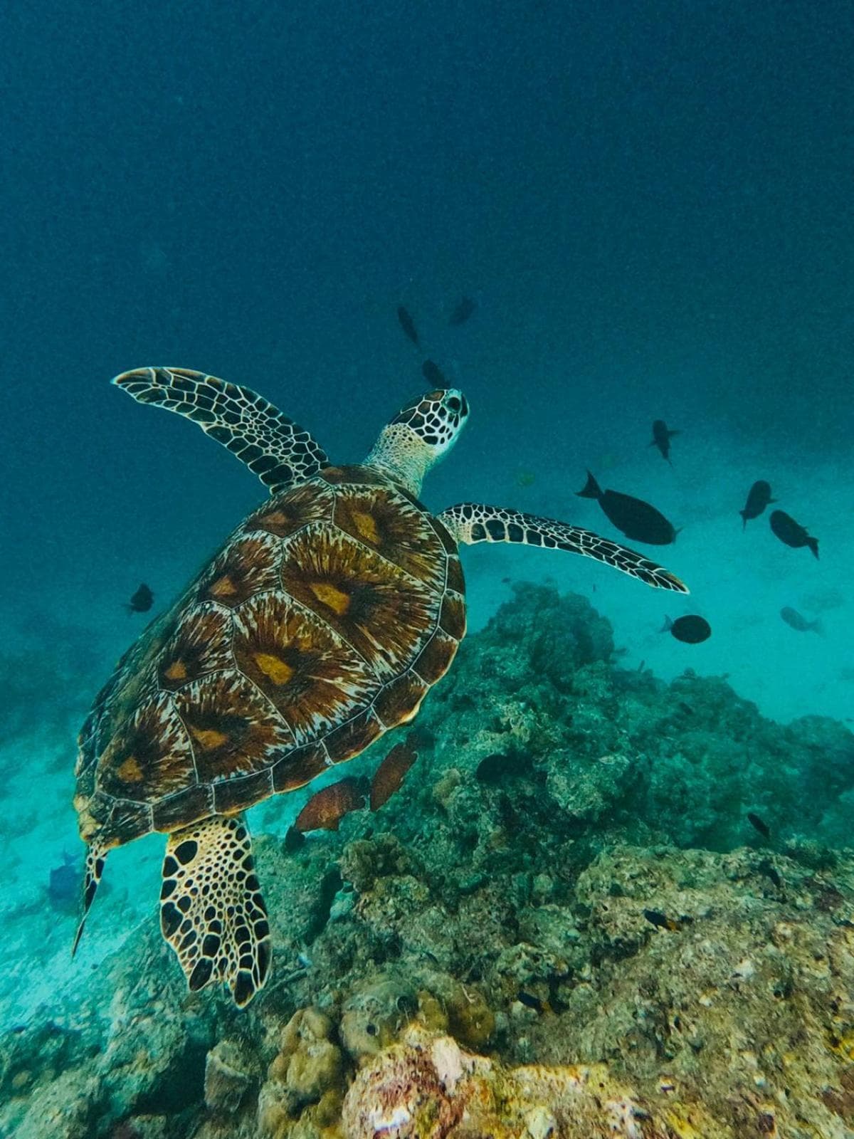 Beach Stone - View 13