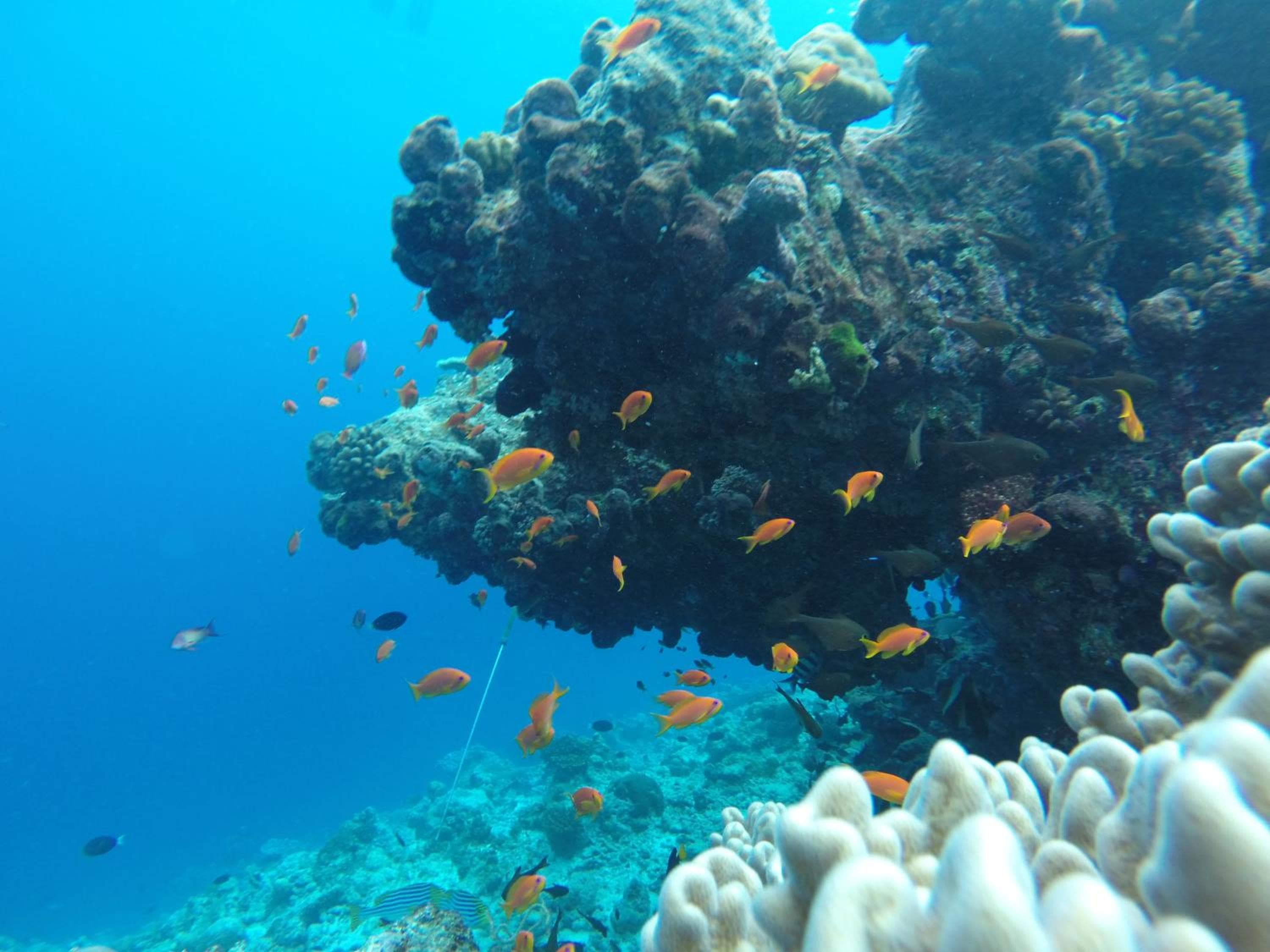 Rasdhoo Coralville - View 50