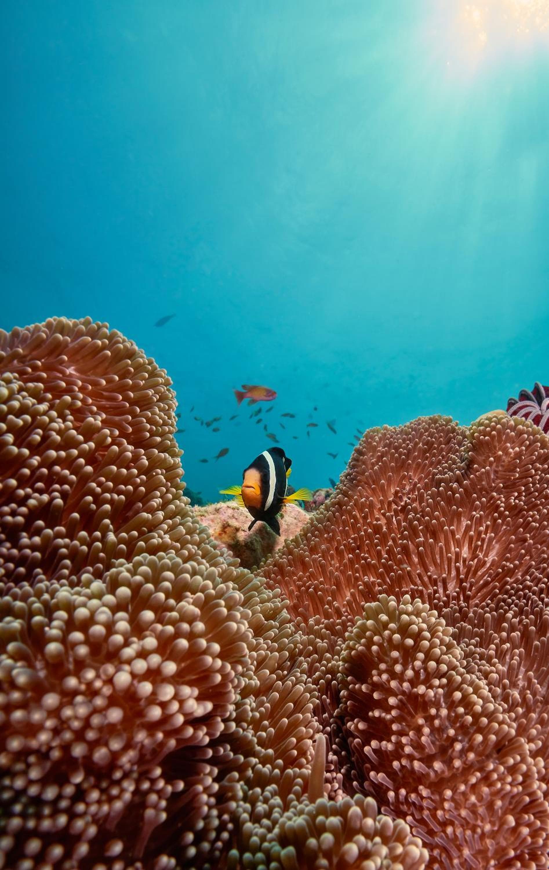 Cora Cora Maldives - Premium All-Inclusive Resort - View 26