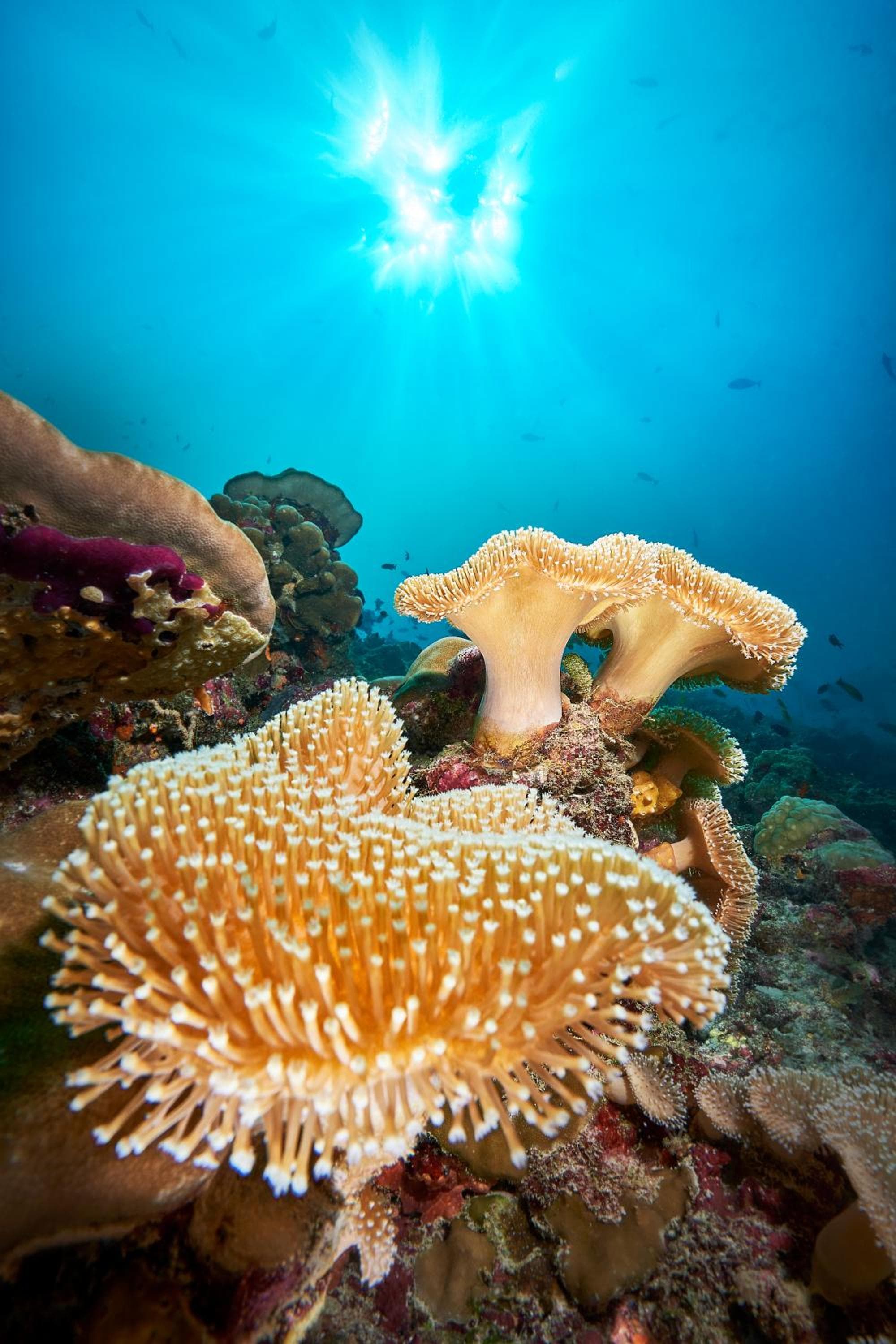 Cora Cora Maldives - Premium All-Inclusive Resort - View 16