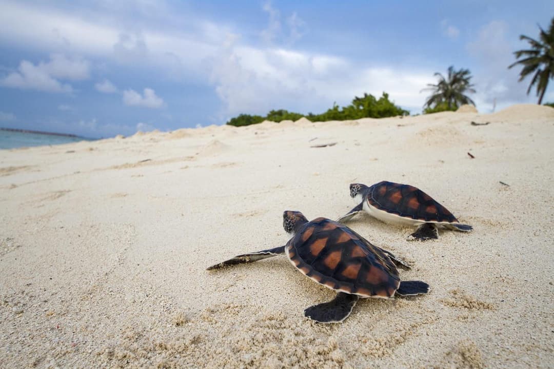 Tropic Tree Maldives - View 39